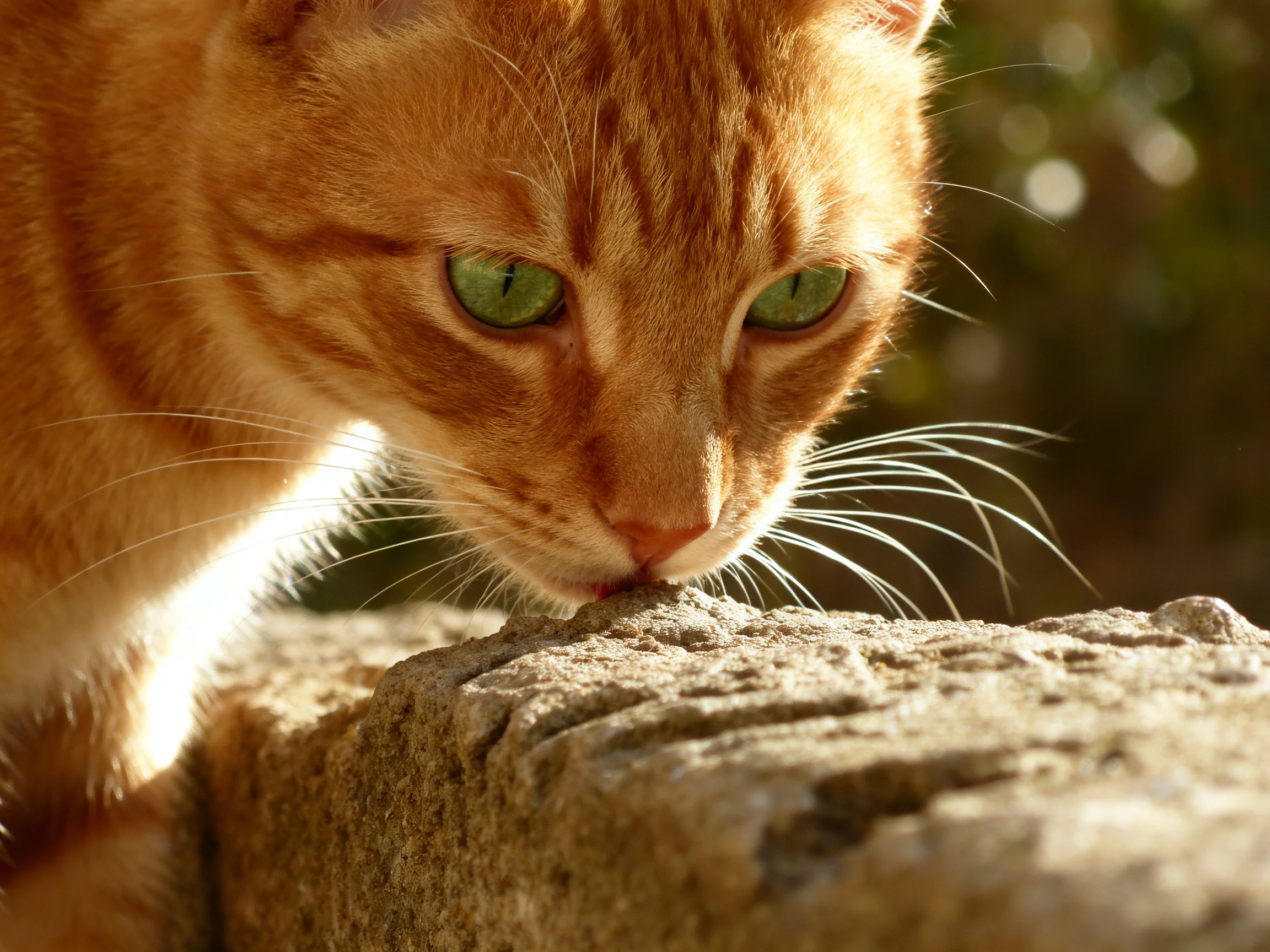 A ginger tabby cat with green eyes sniffs a textured stone structure