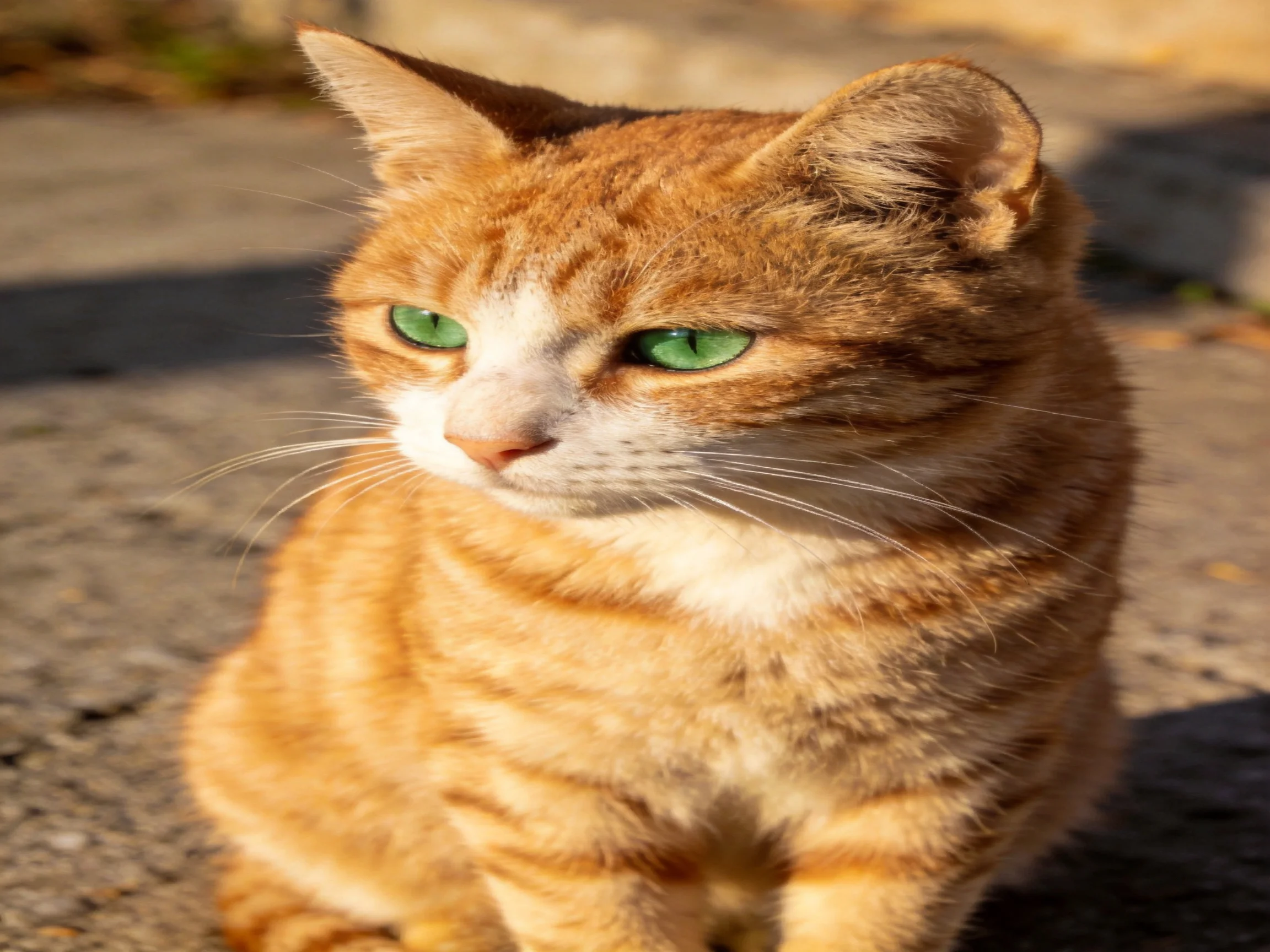 A ginger tabby cat with green eyes sits on sunlit pavement.