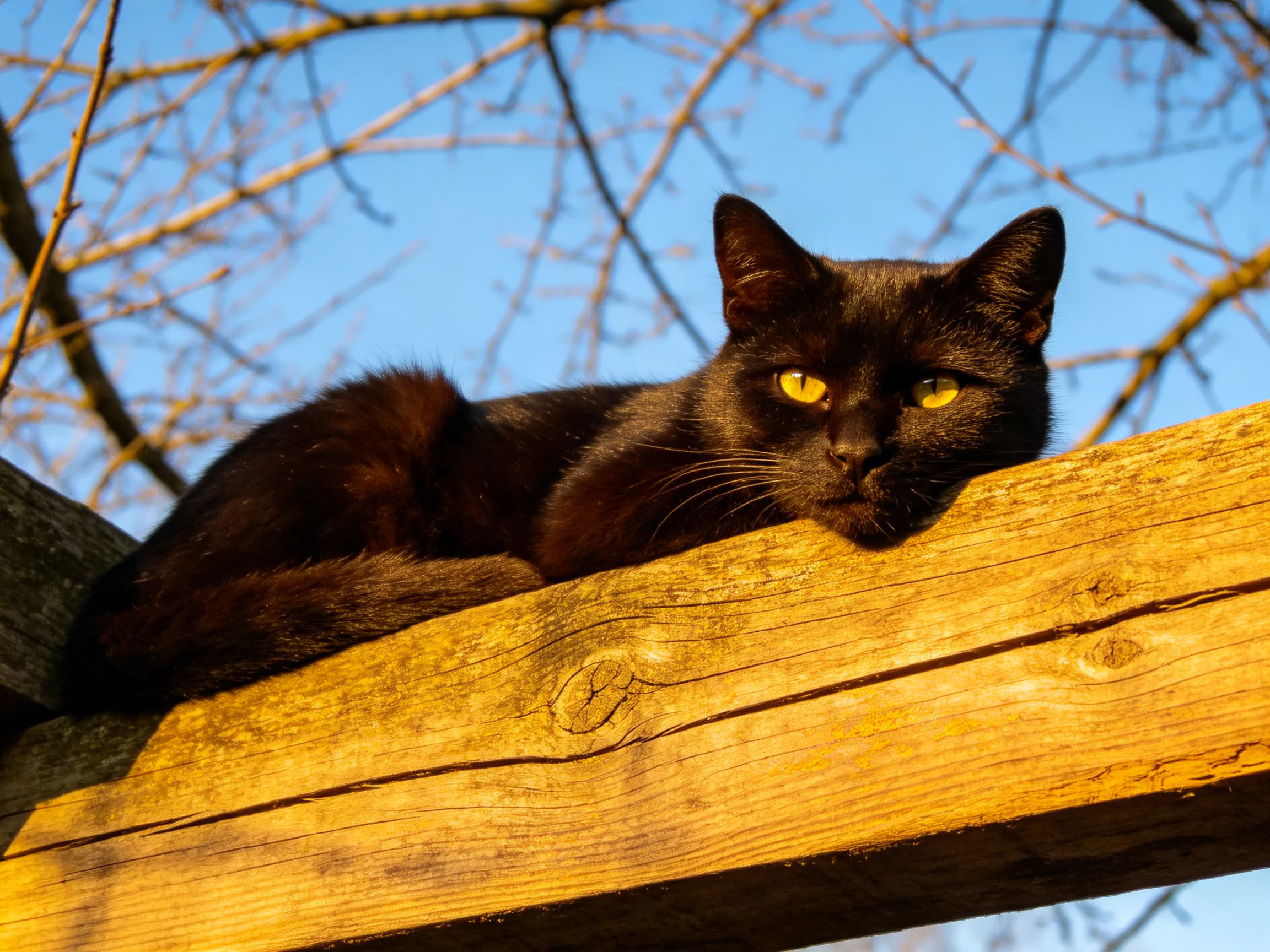 A glossy black cat rests on a weathered wooden beam beneath leafless branches