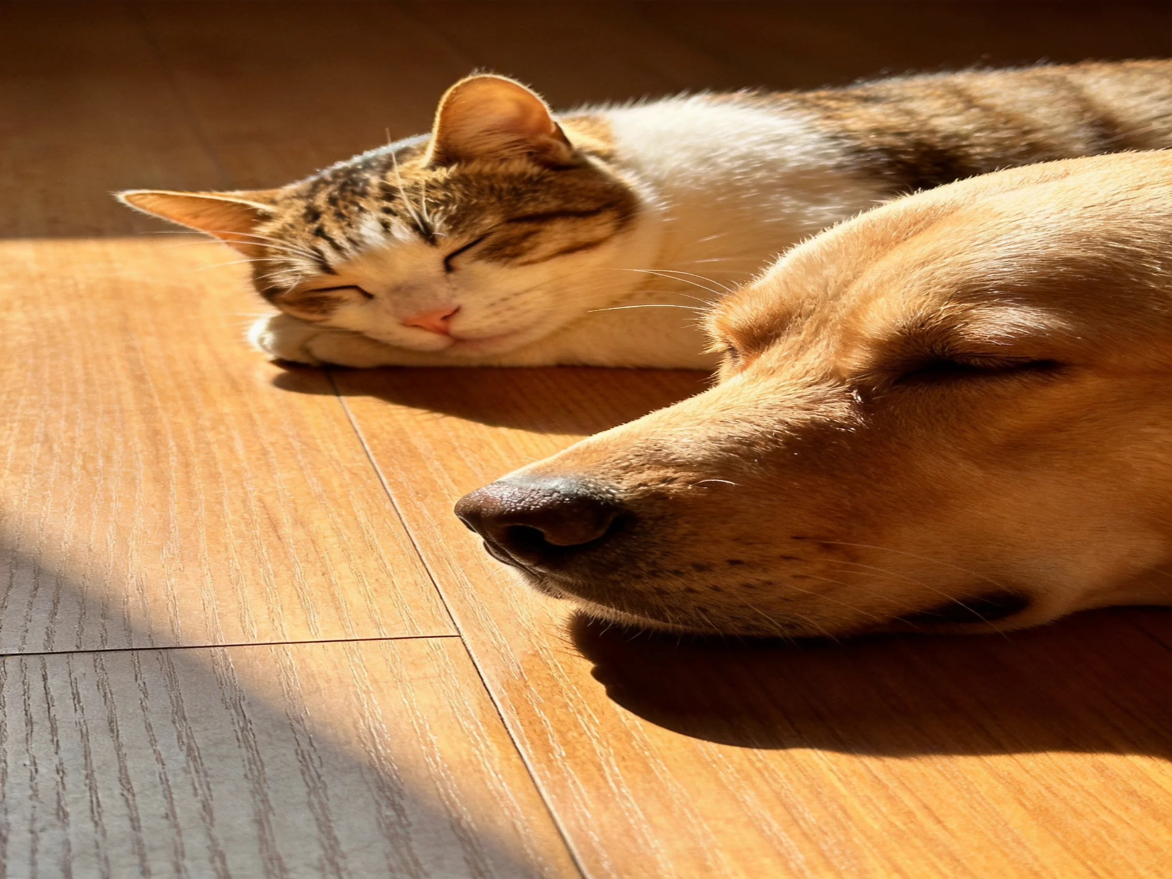 A golden dog and brown-tabby cat sleep peacefully on a wooden floor