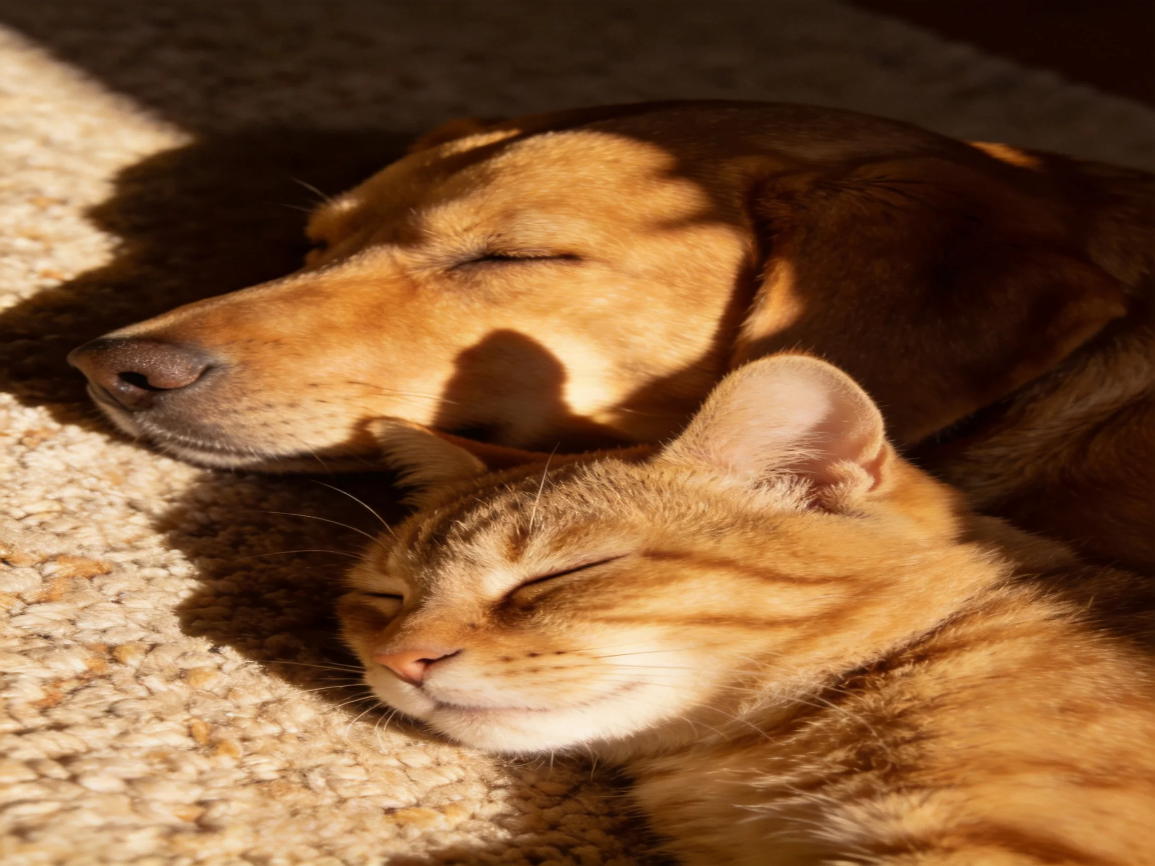 A golden dog and orange cat sleep side by side on a carpet.