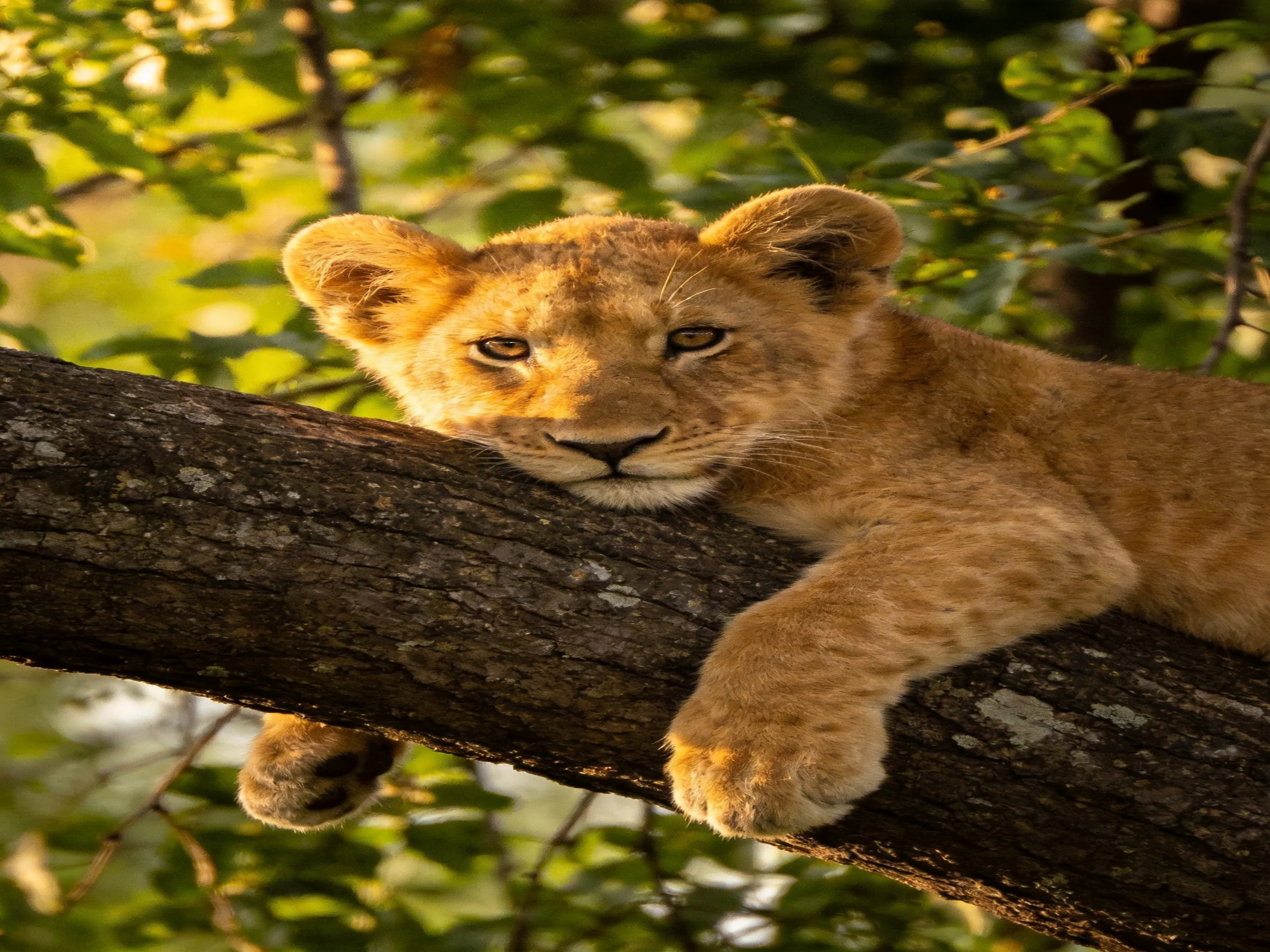 A young lion cub relaxes on a large tree branch amidst lush trees.