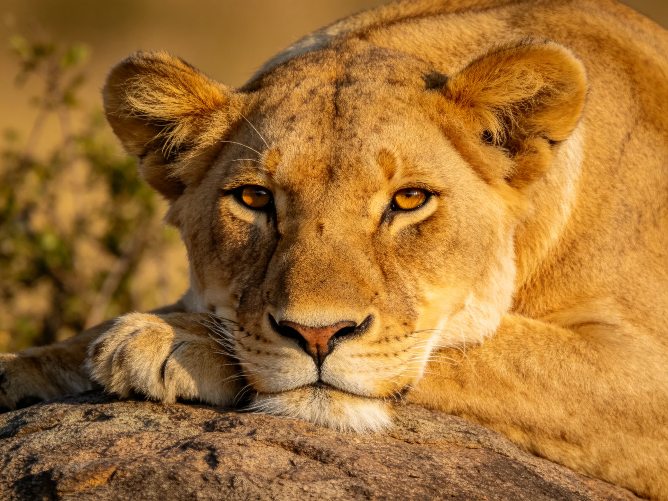 A golden lioness rests on a rock in a sunlit natural setting.