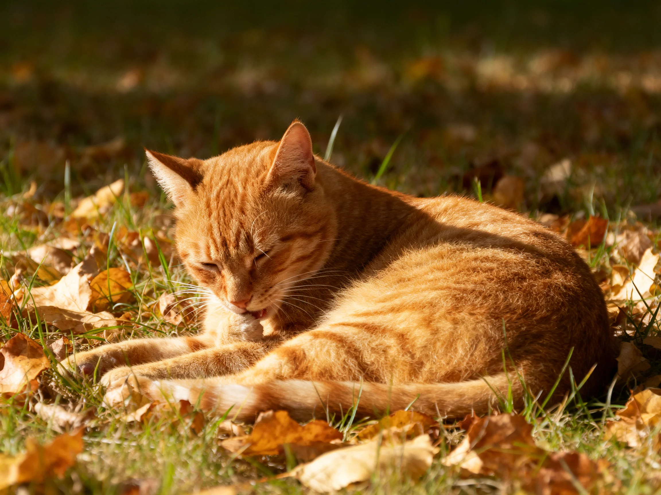 An orange tabby cat grooms itself while surrounded by fallen autumn leaves in a sunlit area.