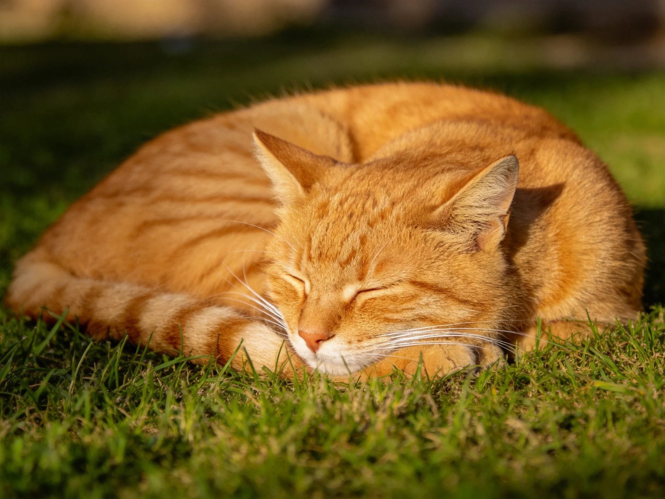 A golden-orange tabby cat curled up sleeping on lush green grass