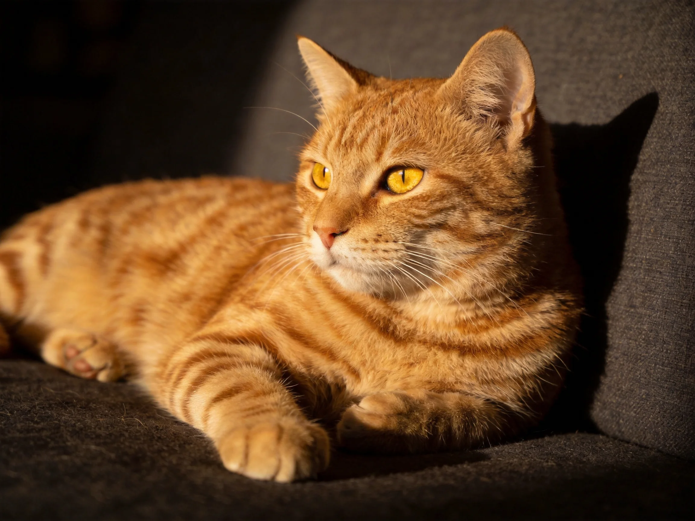 A golden-orange tabby cat relaxes on a dark couch in warm light.