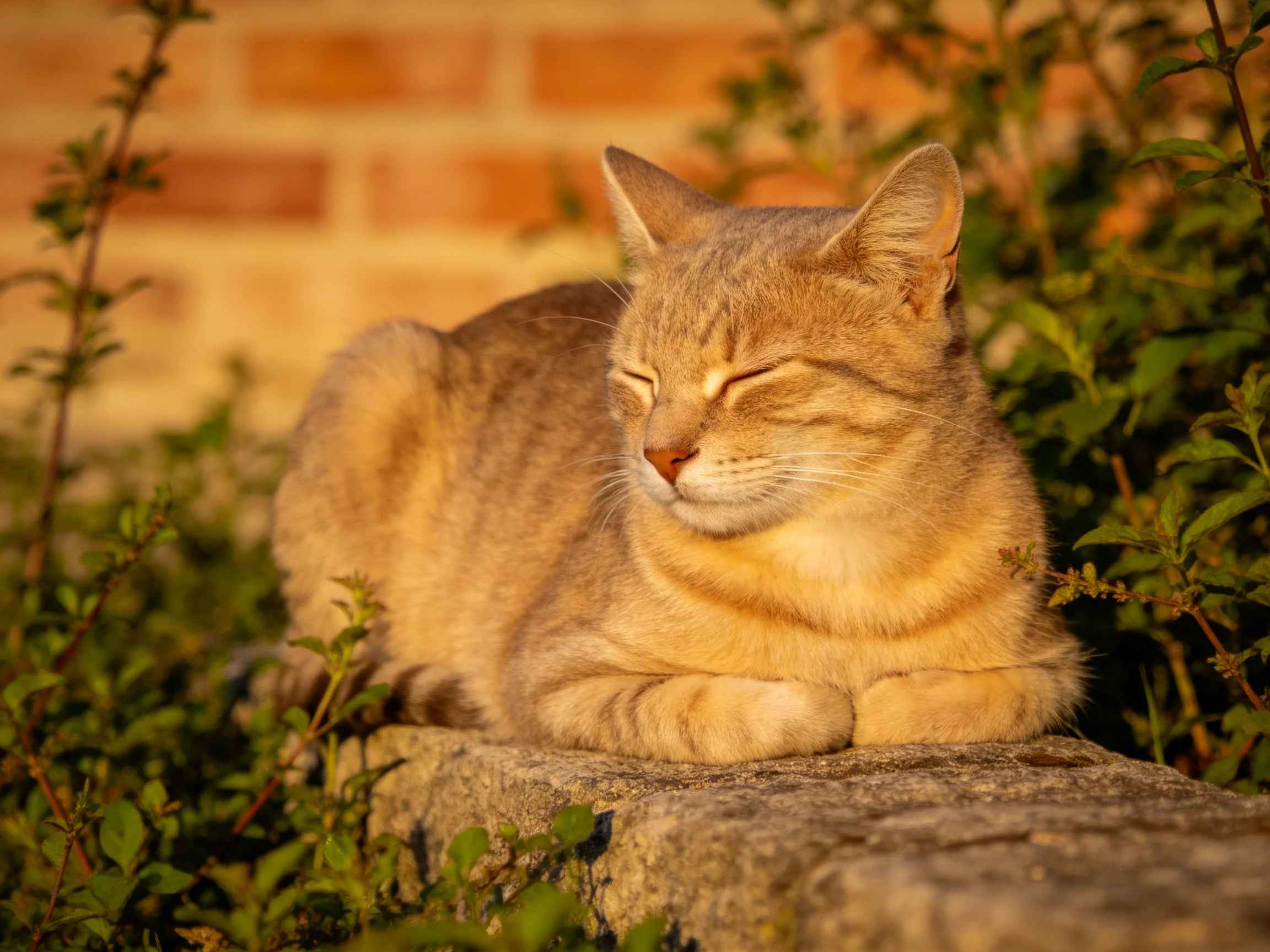 A golden-orange tabby cat relaxes on a stone ledge in a sunlit outdoor setting with greenery.