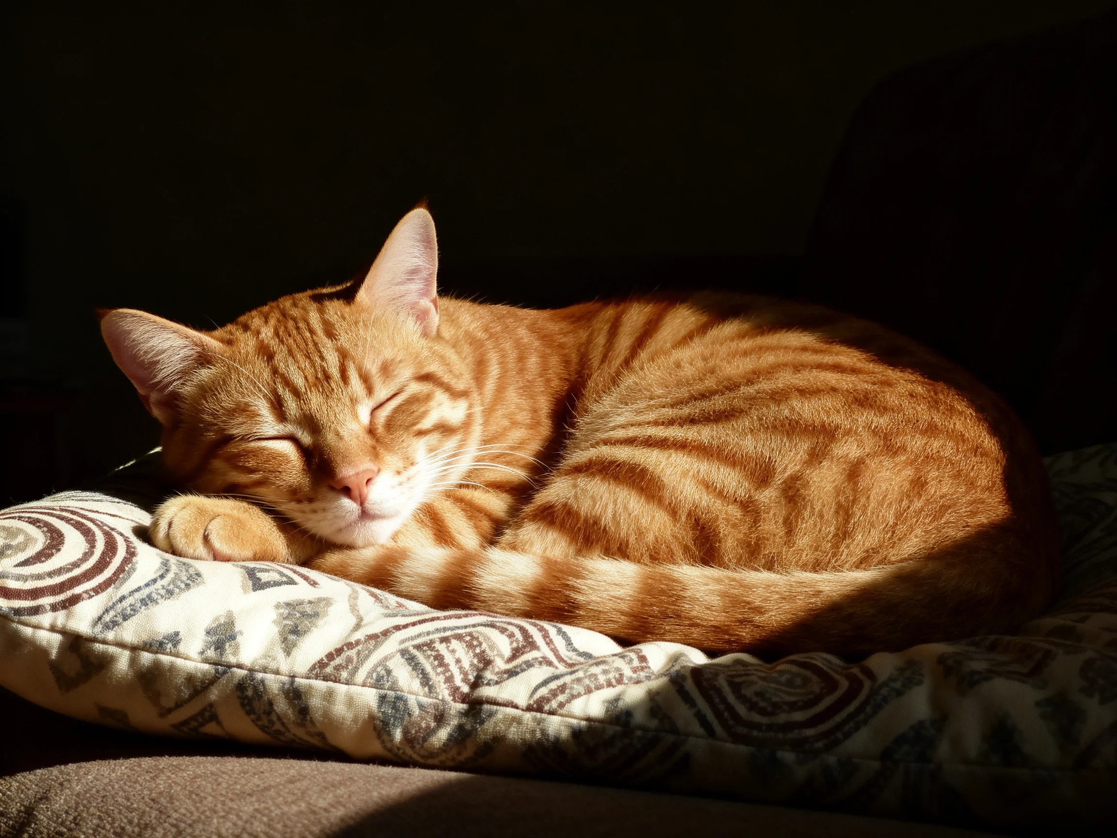 A golden-orange tabby cat sleeps on a patterned cushion in sunlight.