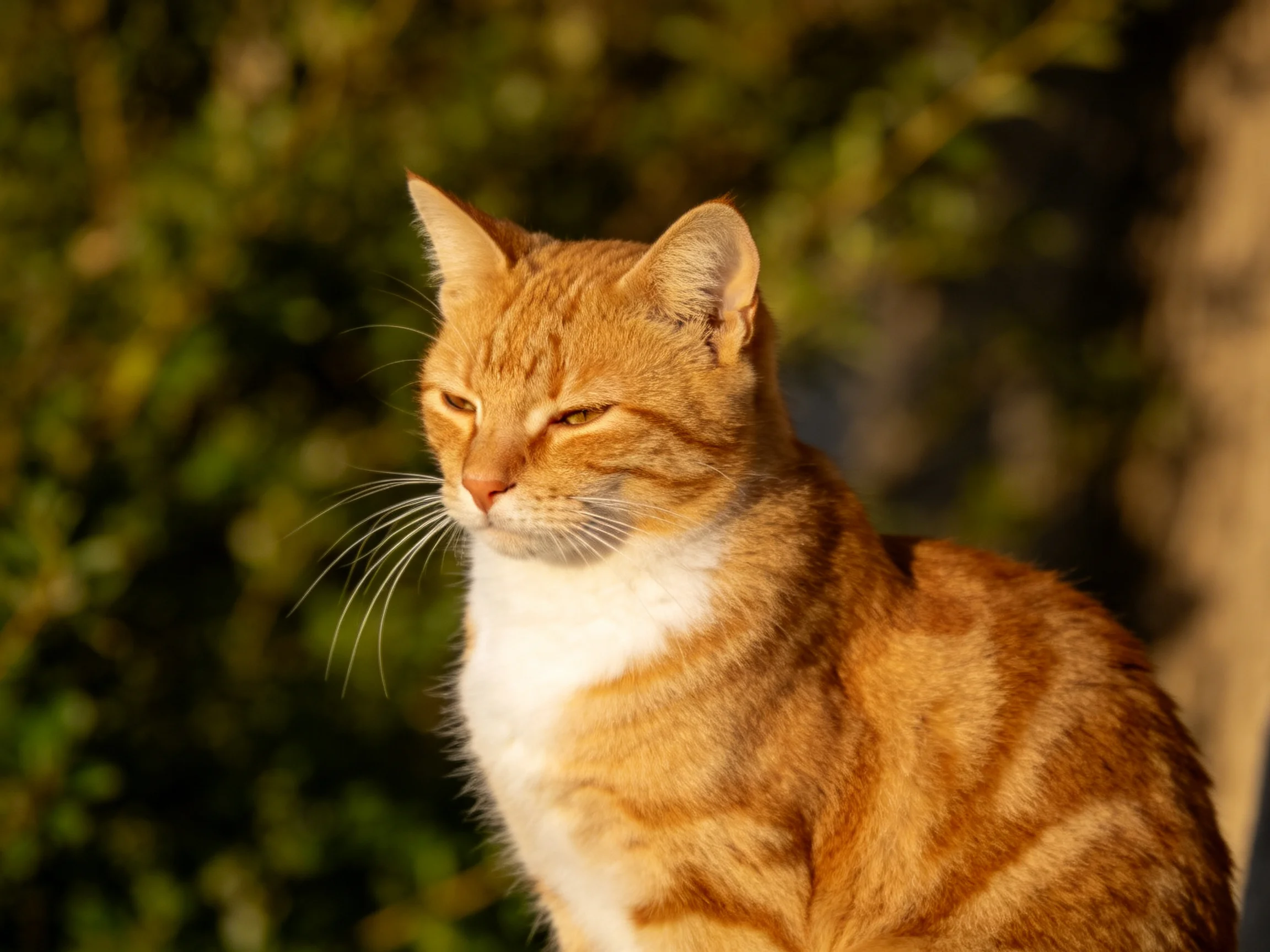 A golden-orange tabby cat with white chest relaxes in a sunlit area with greenery.