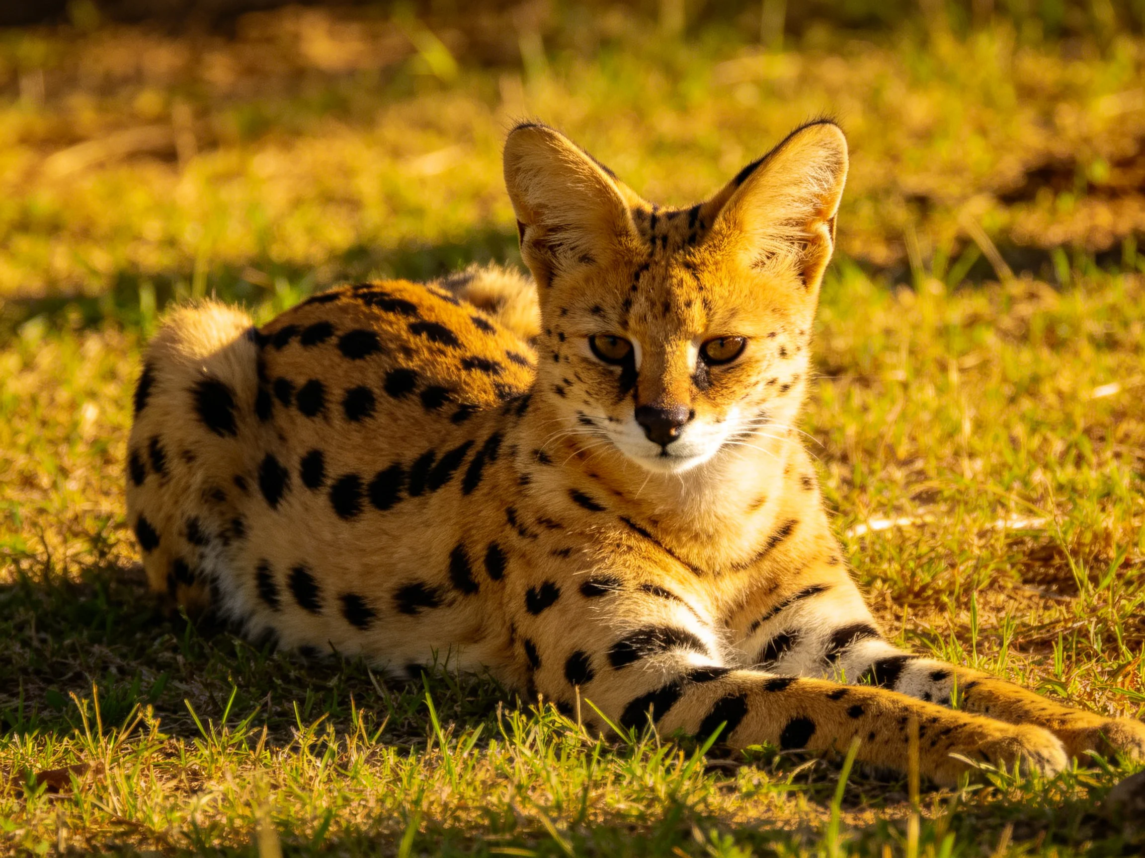 A golden-spotted cat lounges on sunlit grass