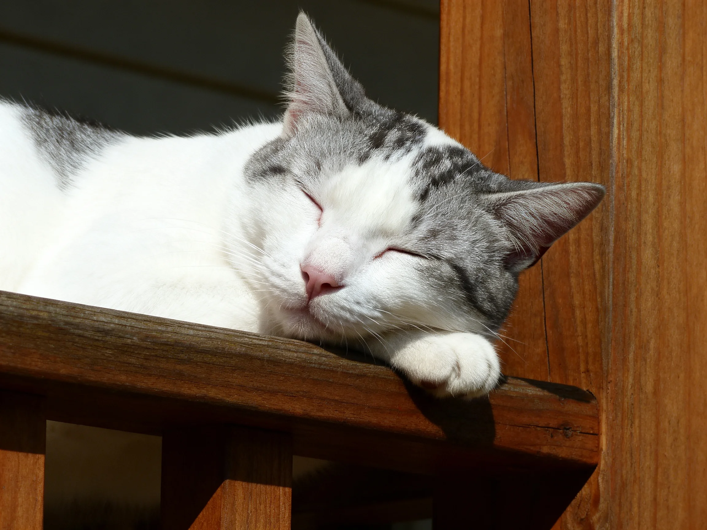 A gray-and-white cat sleeps on a wooden structure in sunlight.