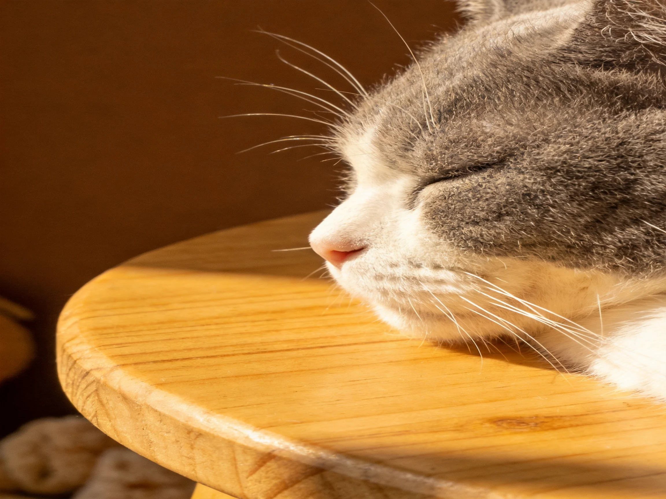 A gray and white cat resting on a smooth wooden table with warm lighting