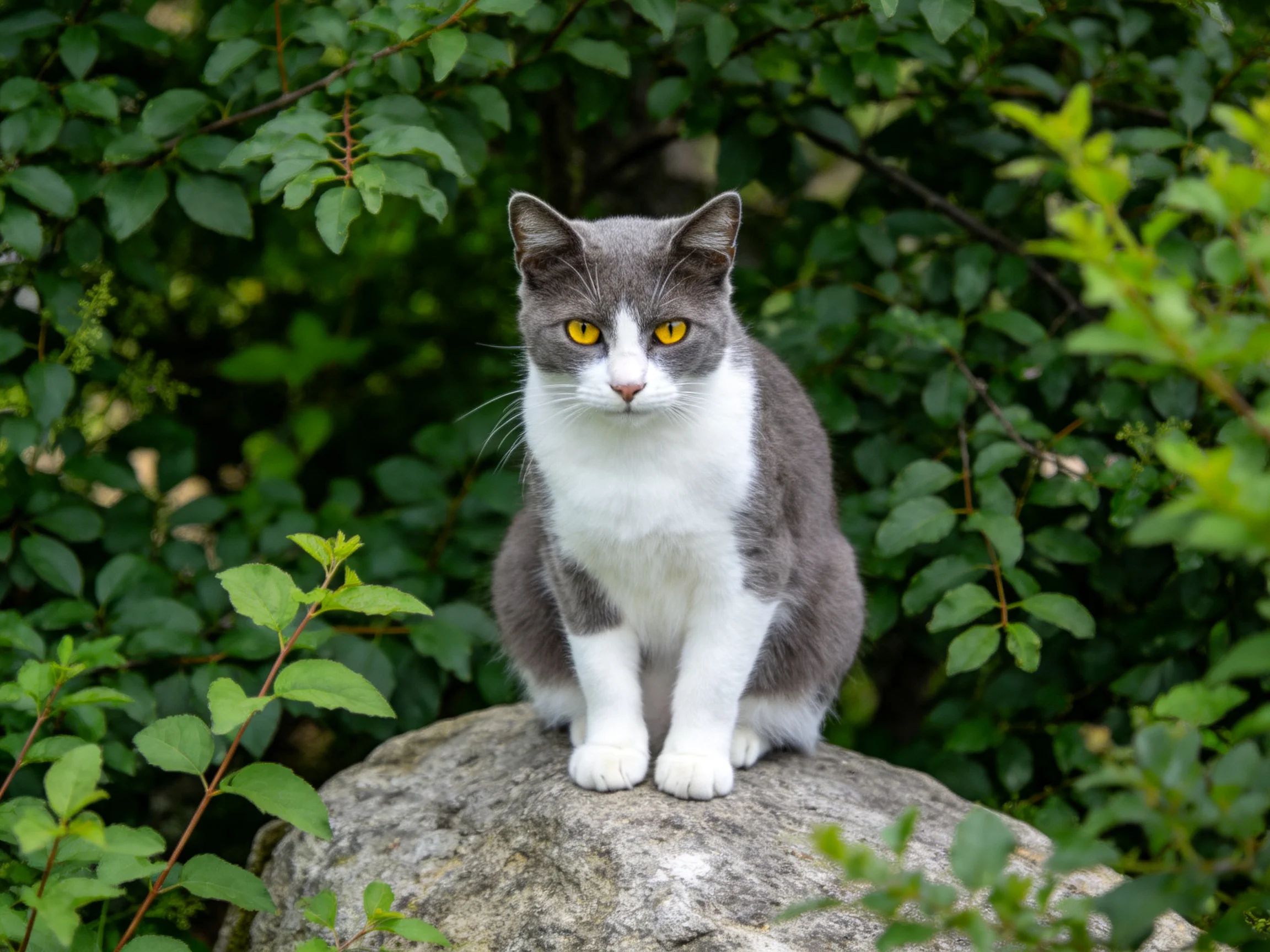 A gray-and-white cat sits on a rock surrounded by greenery