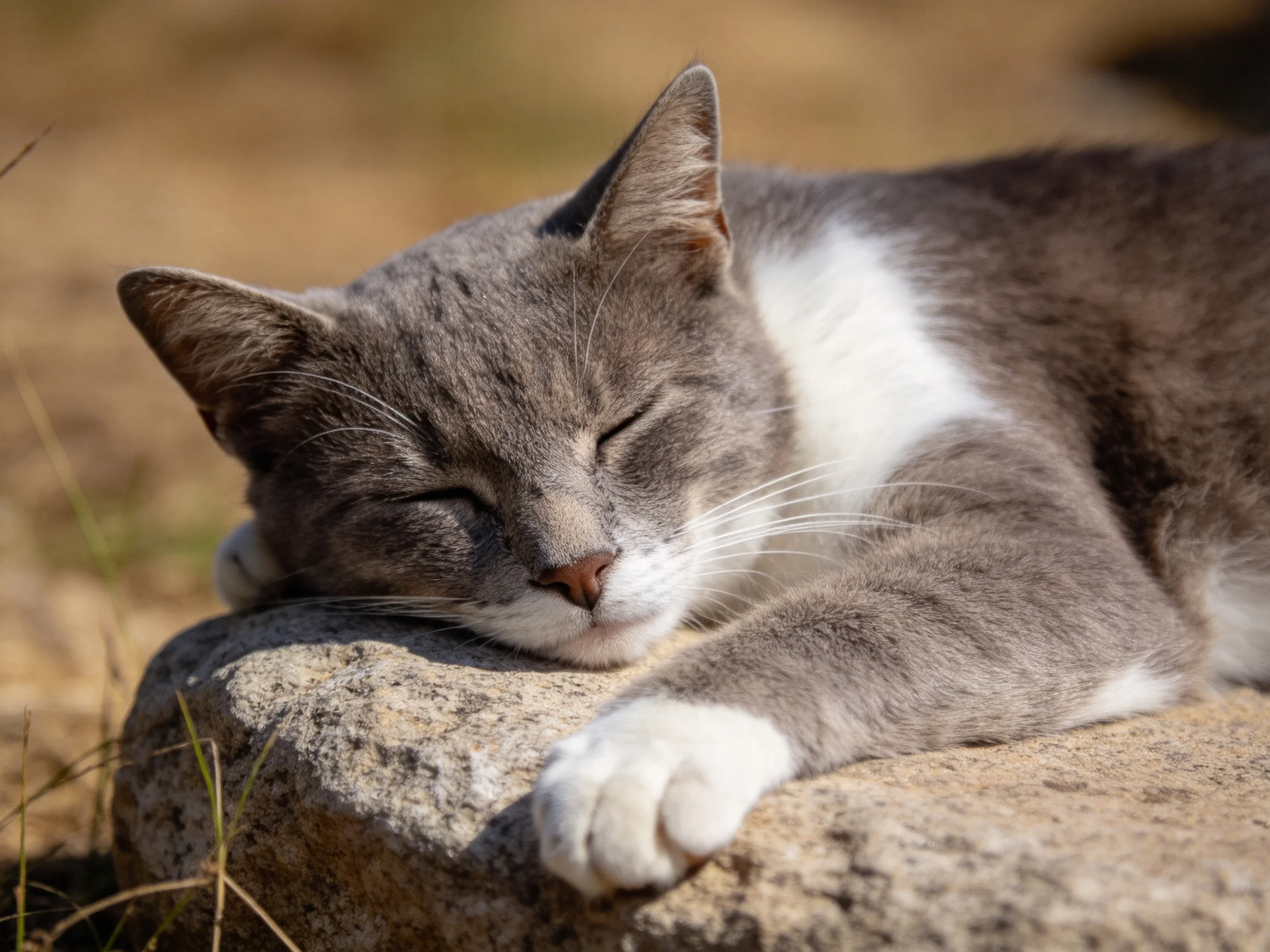 A gray and white cat sleeps on a textured stone in bright sunlight