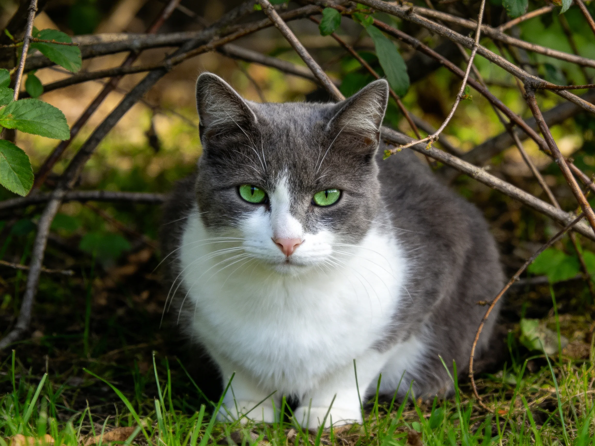 A gray-and-white cat with green eyes rests near tangled branches outdoors.