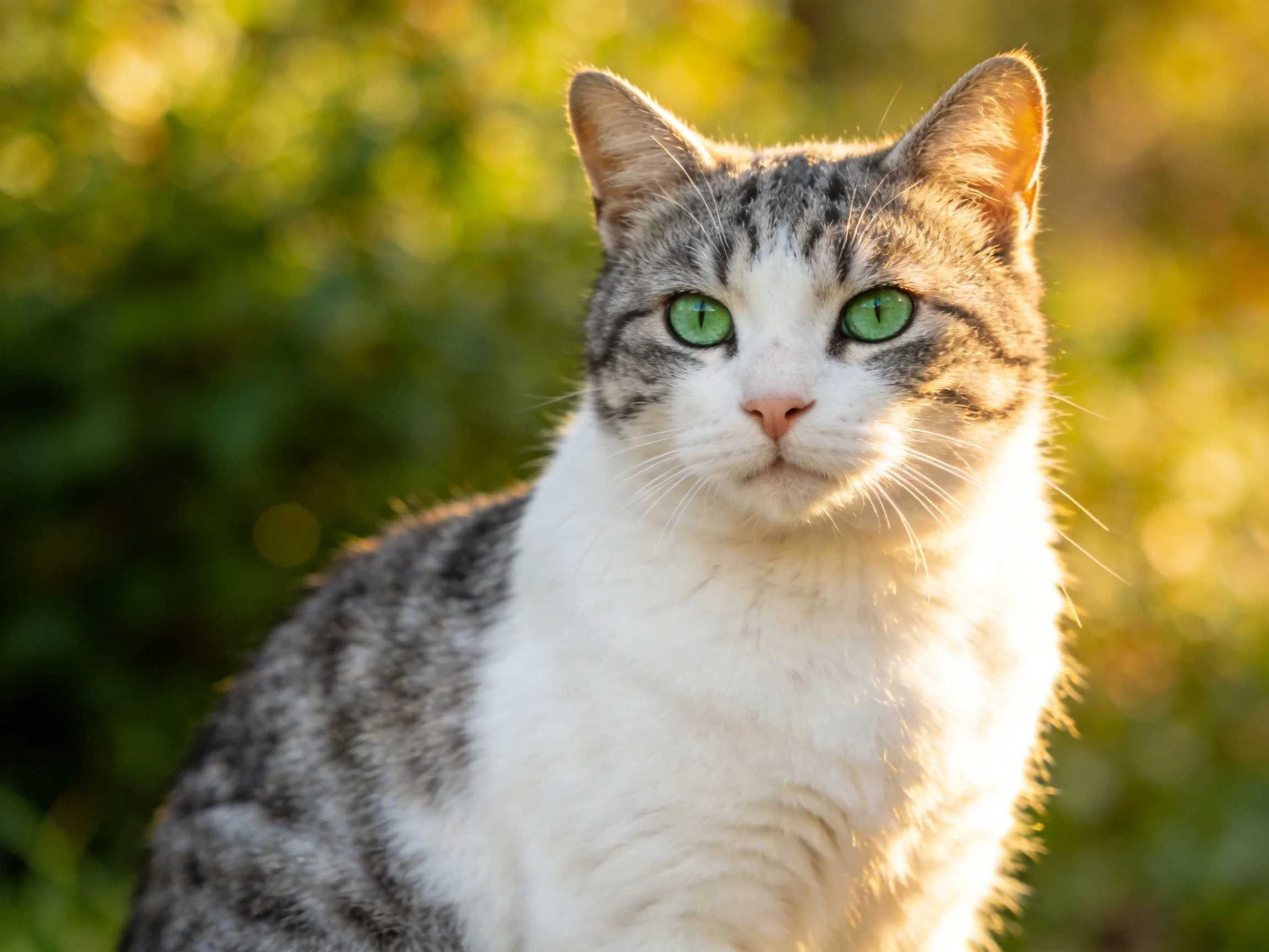 A gray-and-white cat with green eyes is outdoors near green foliage.