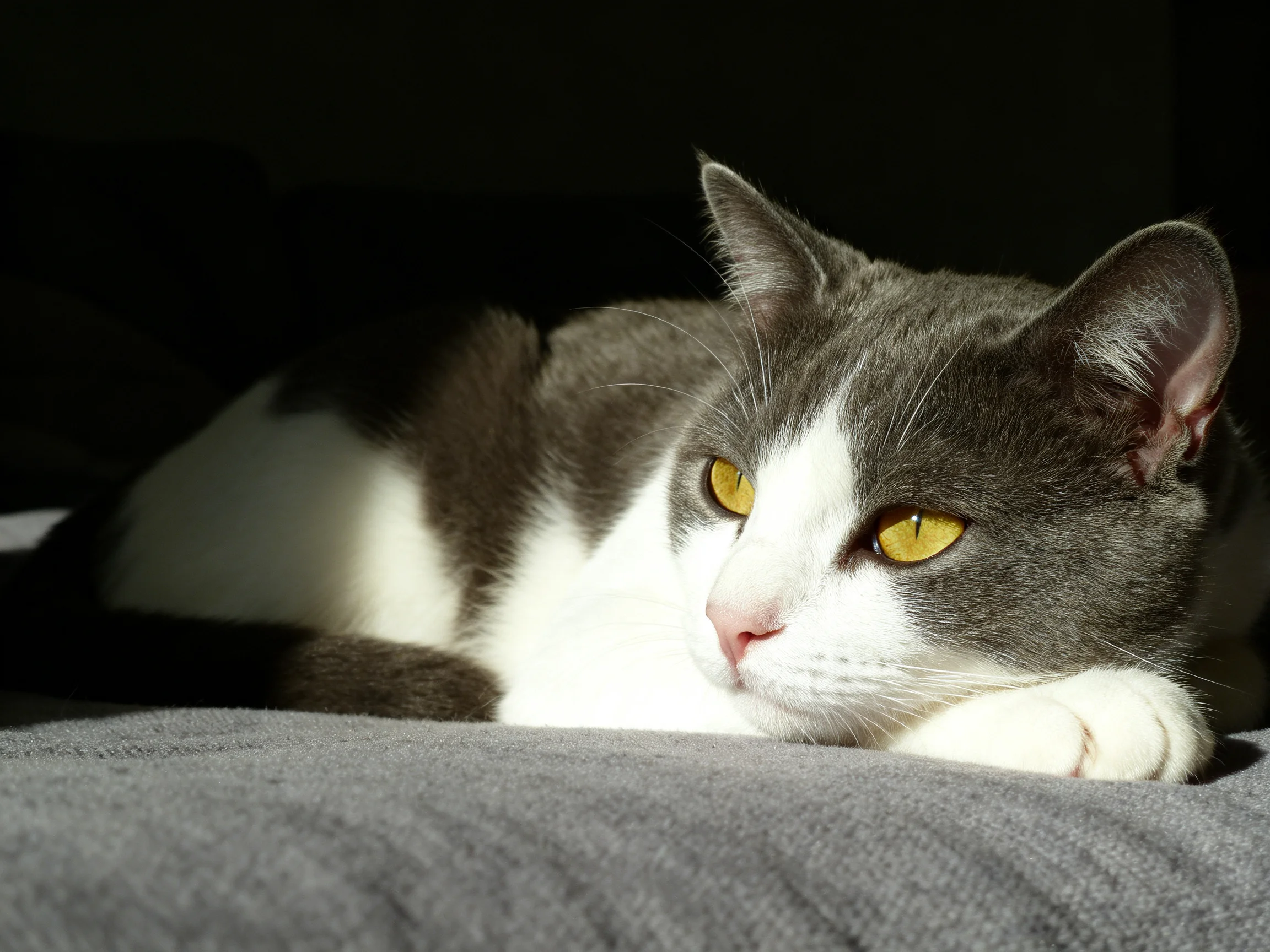 A gray and white cat with yellow eyes rests on a soft fabric