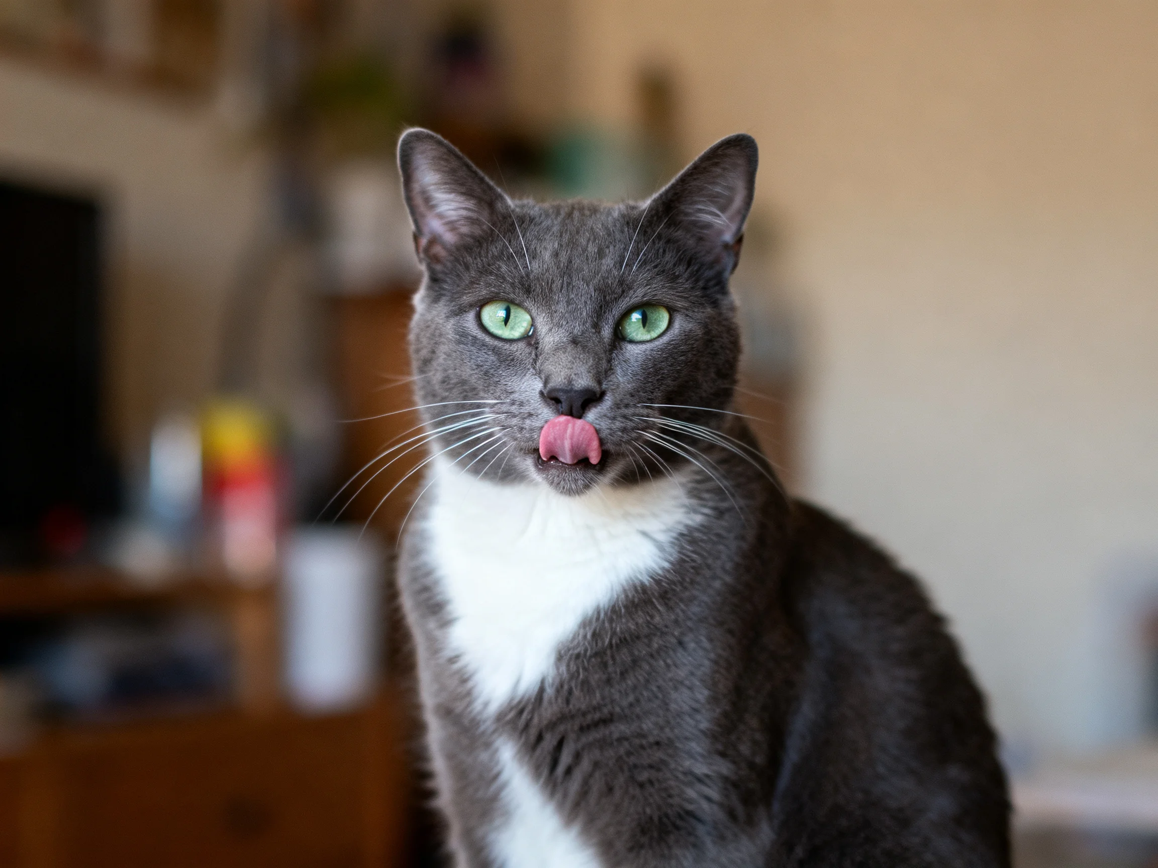 A gray and white cat licks its mouth in an indoor setting.