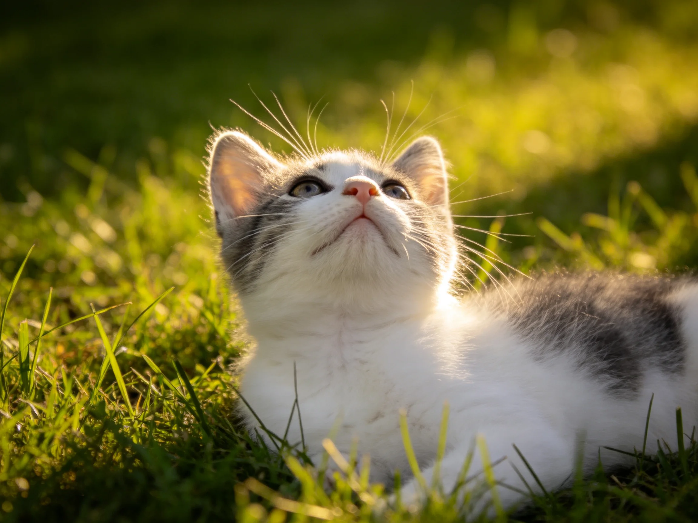 A small gray and white kitten lies in sunlit green grass.