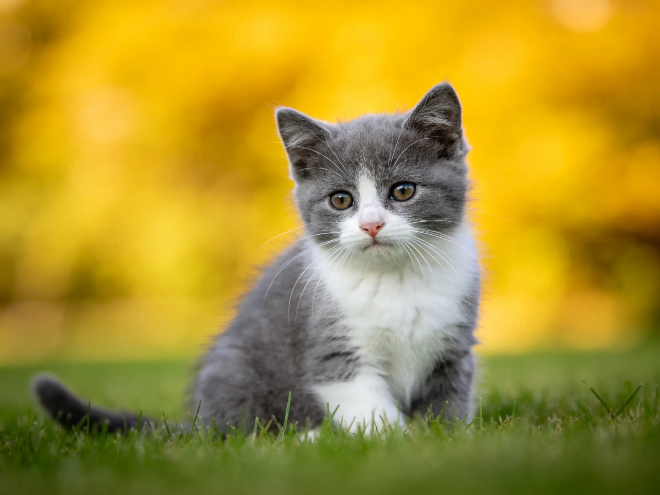 A gray and white kitten sits on green grass with golden foliage in the background.