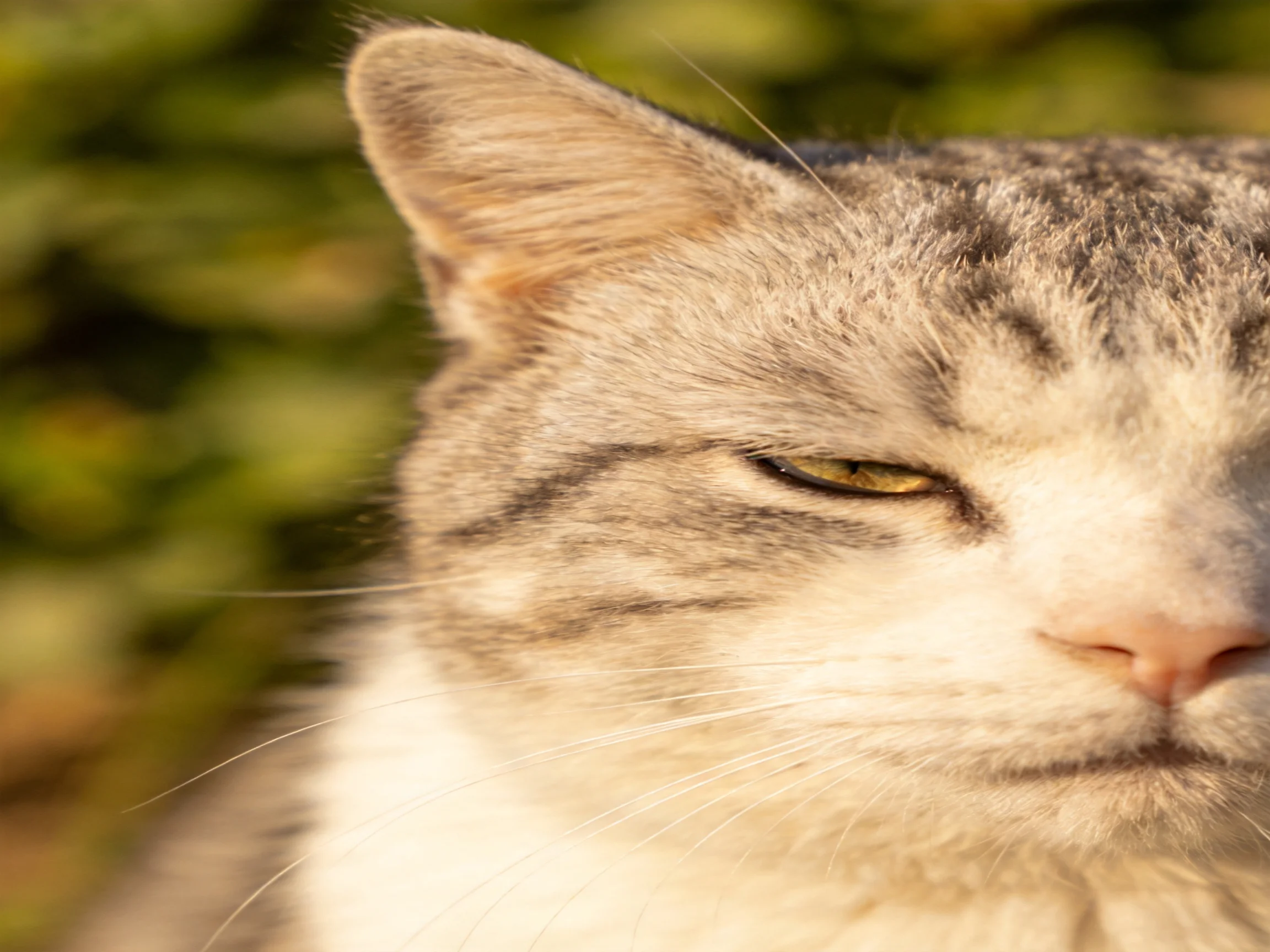 A gray and white tabby cat relaxes near green foliage