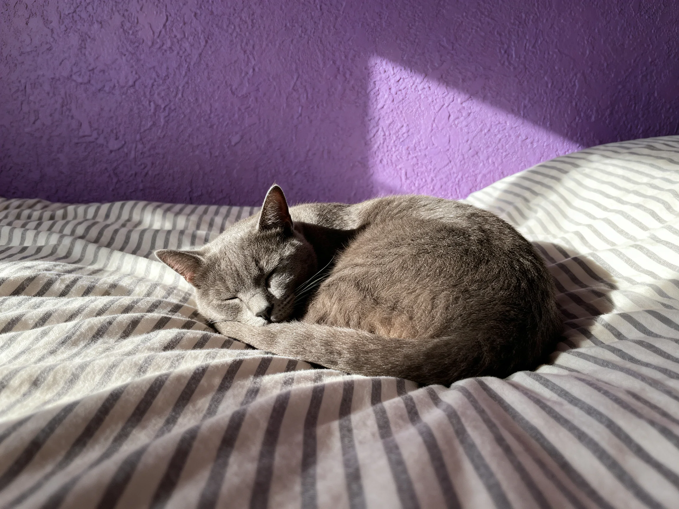 A gray cat curls up asleep on a striped bed beside a textured purple wall