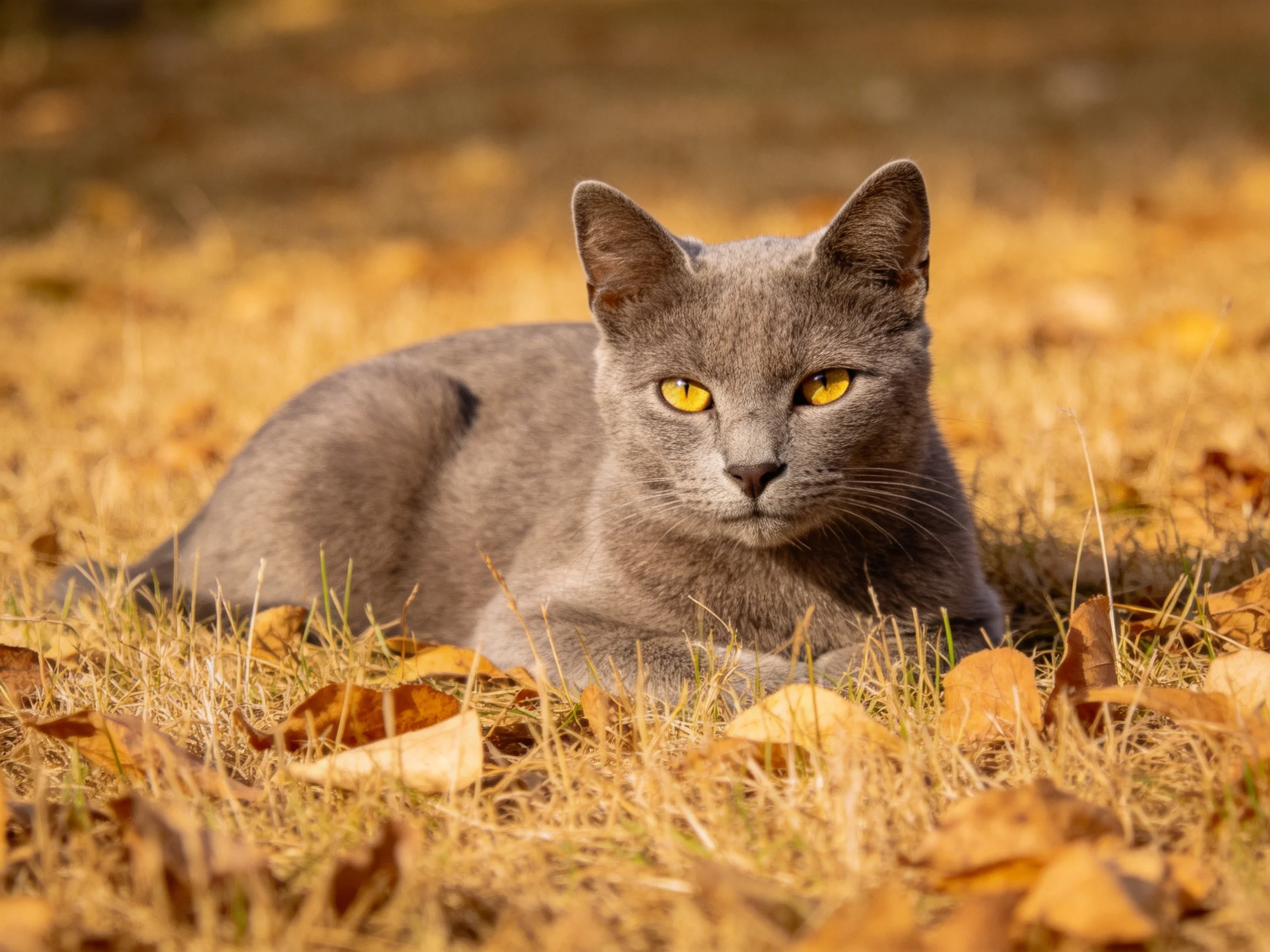 A gray cat lounges among golden autumn leaves and dry grass