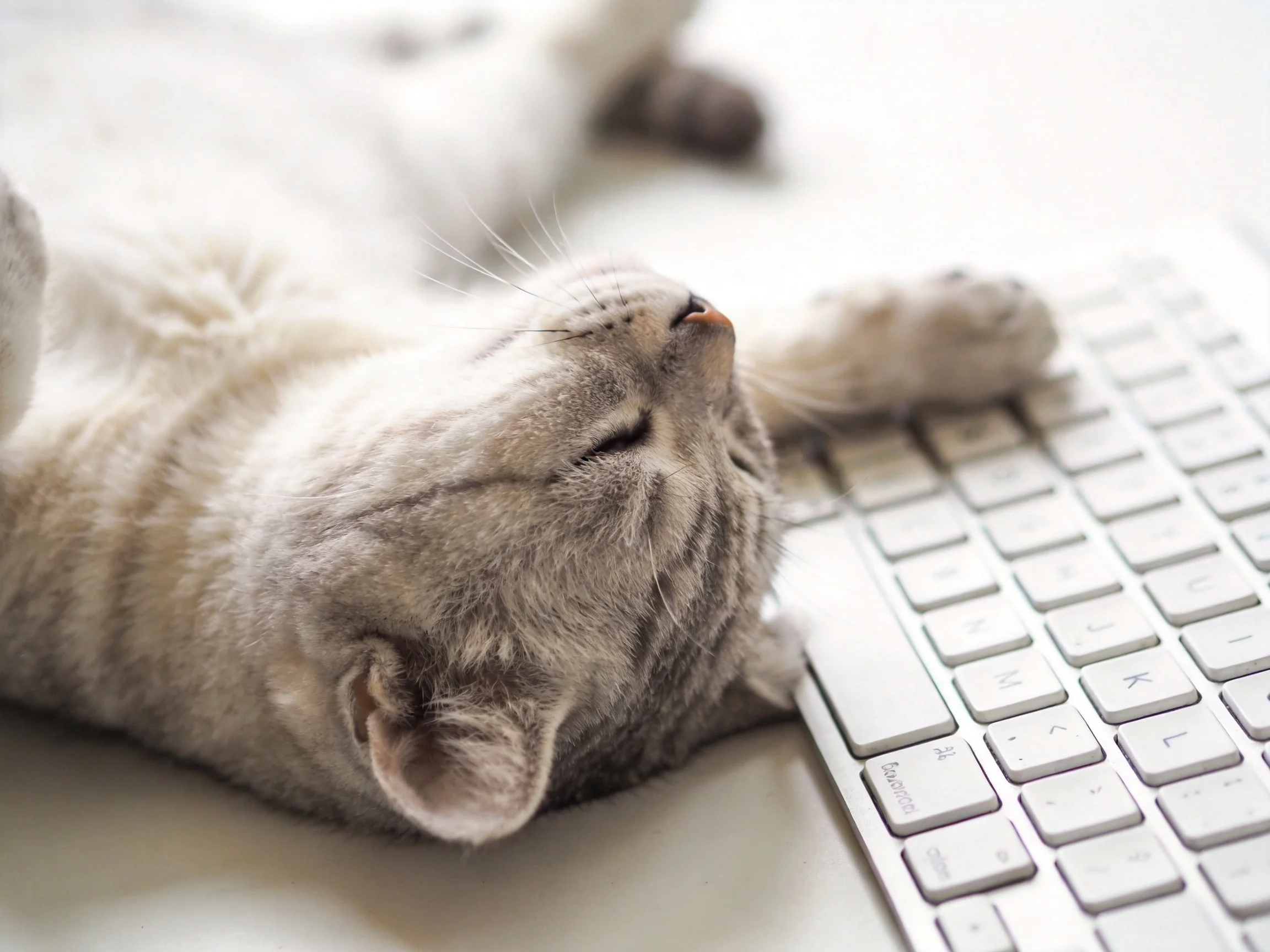 A gray cat relaxes by a silver keyboard with closed eyes