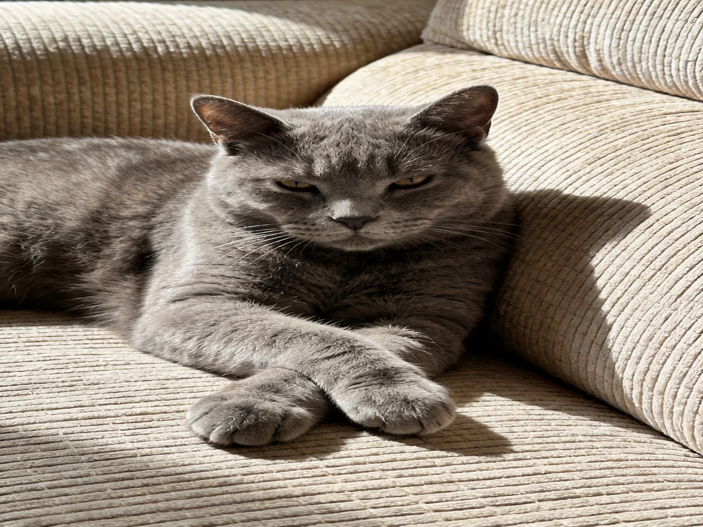 A gray cat lounges comfortably on a textured beige sofa