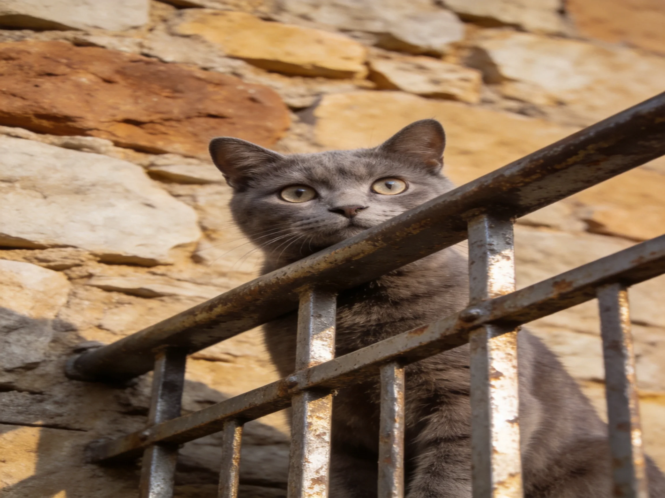 A gray cat peers over a weathered metal railing beside a textured stone wall