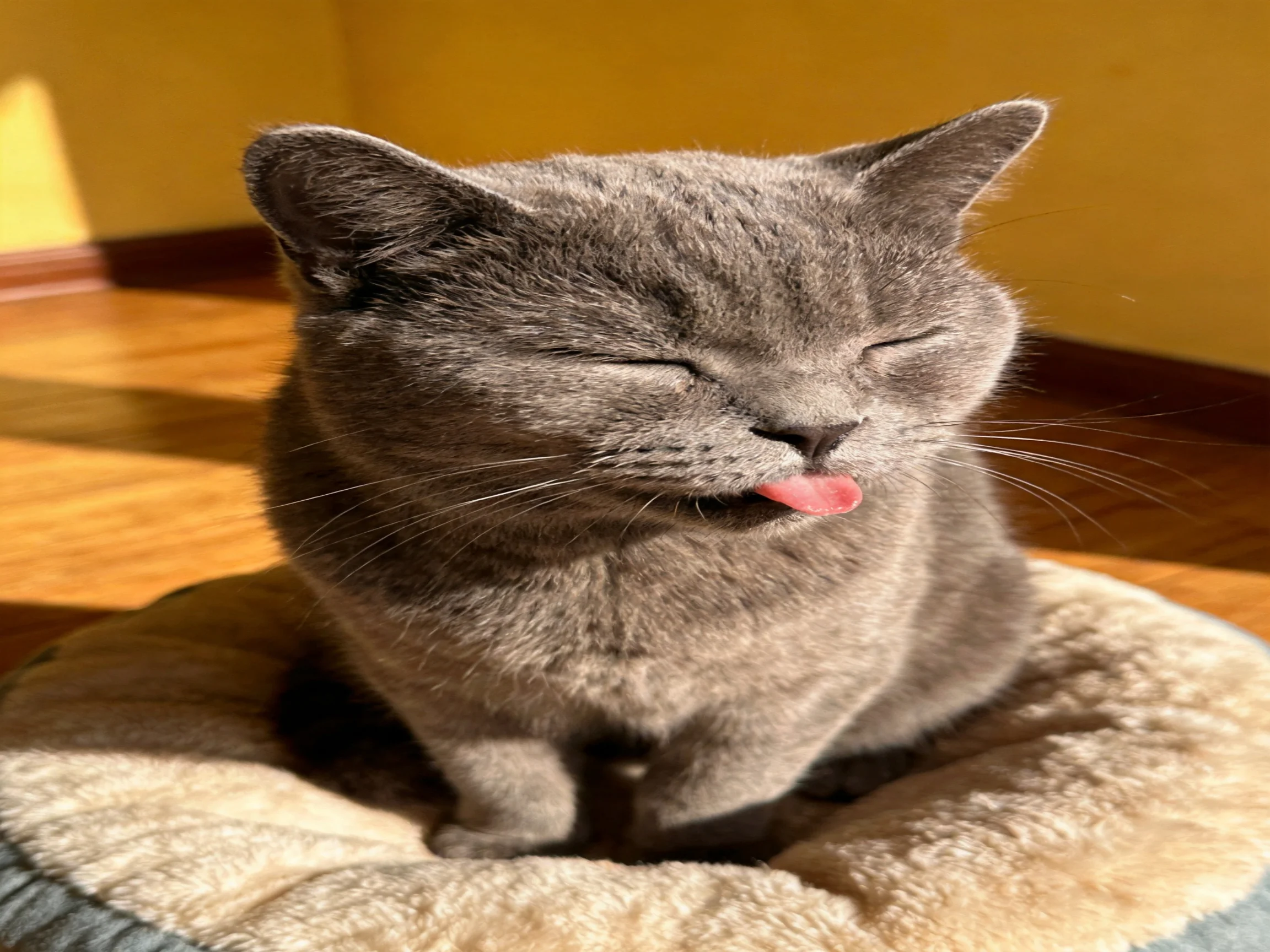 A gray cat relaxes in a plush bed with sunlight