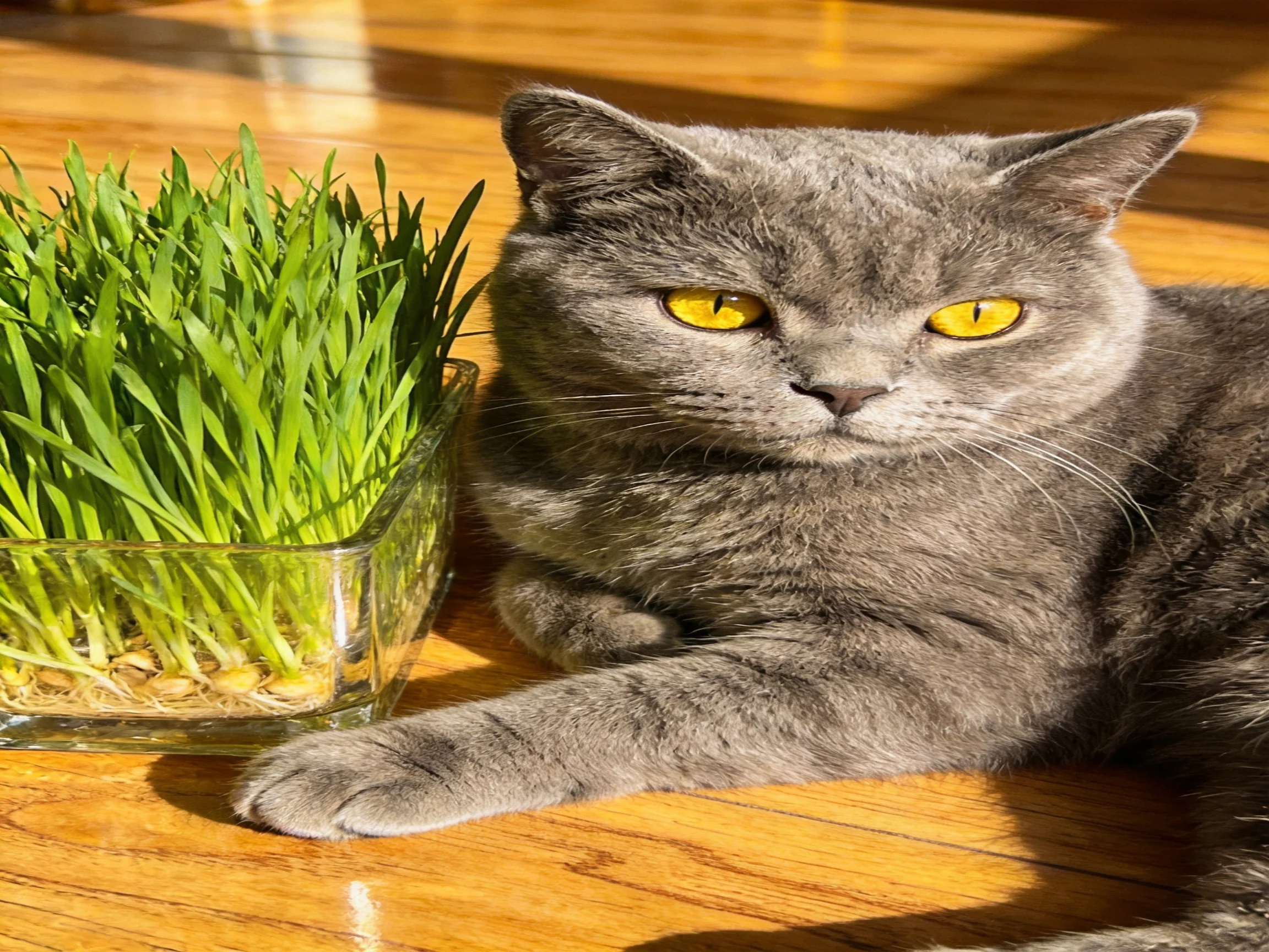 A gray cat sits calmly near a container of green grass.