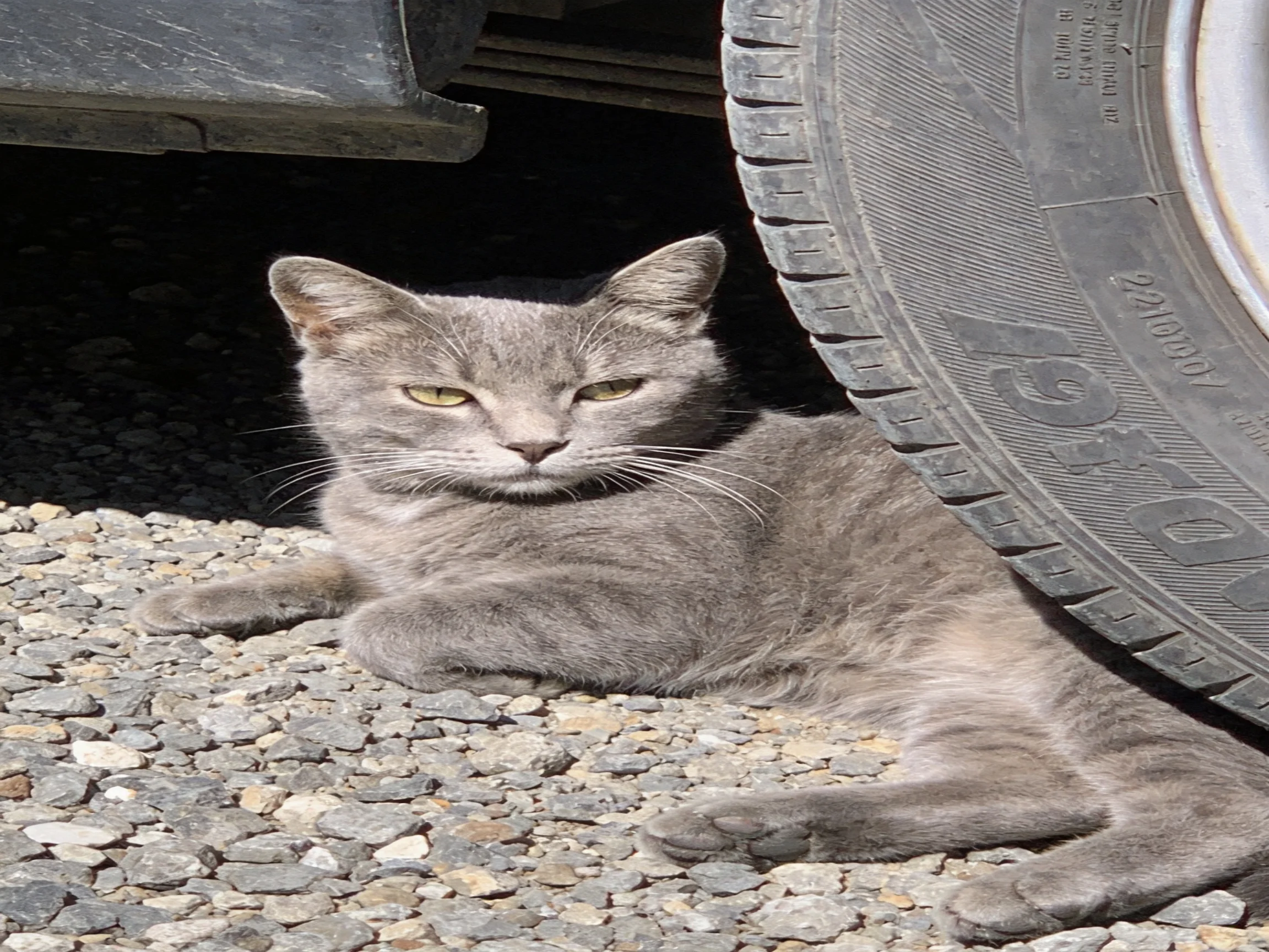 A gray cat relaxes next to a large tire on gravel.