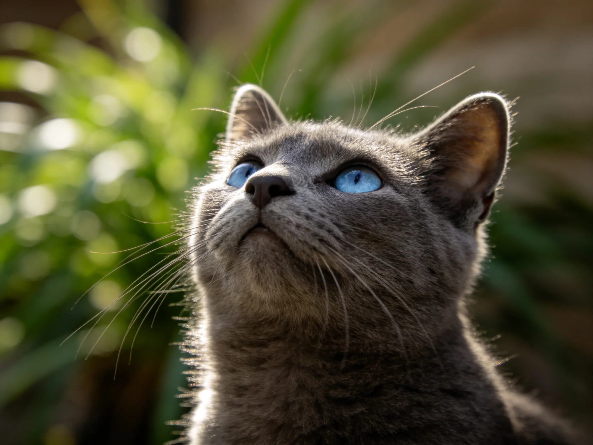 A gray cat with bright blue eyes looks upward amid green foliage.