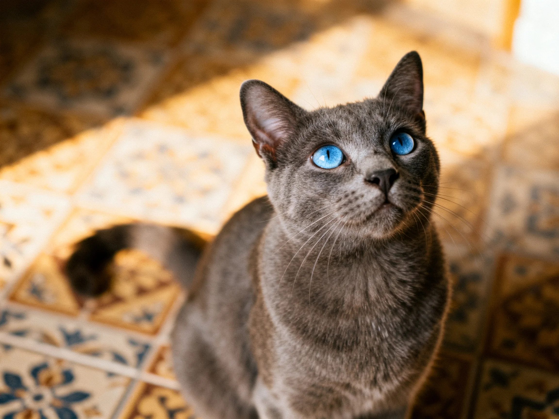 A gray cat with bright blue eyes rests on patterned tiles.