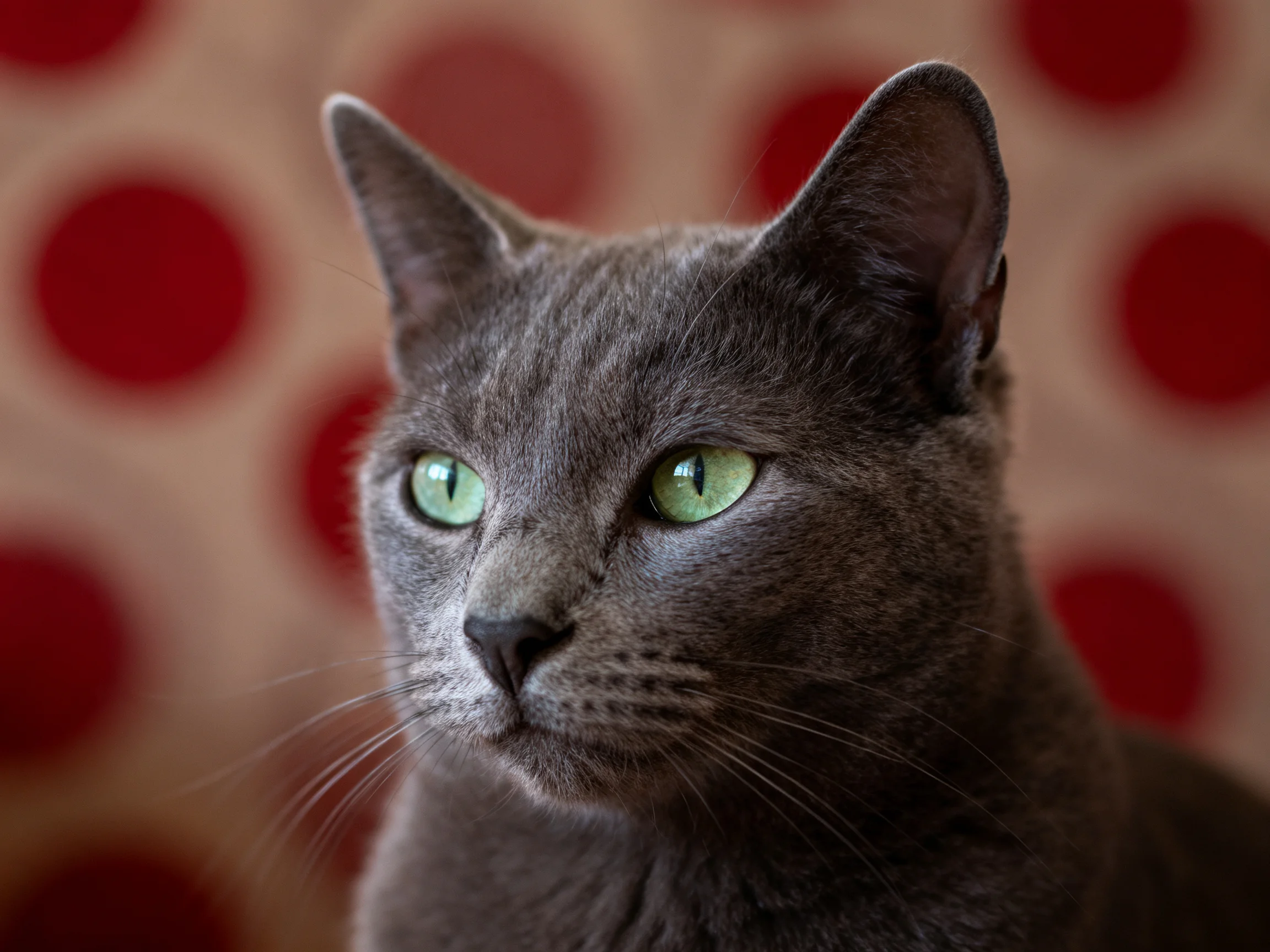 A gray cat with green eyes is near a red patterned backdrop.