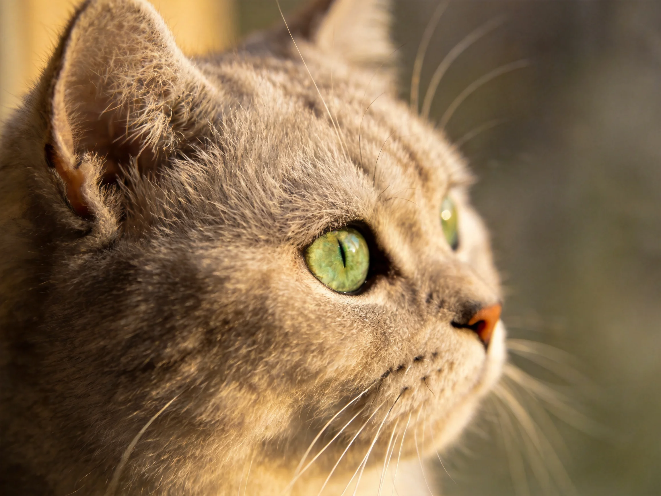 A close - up of a gray cat with bright green eyes looks away thoughtfully.