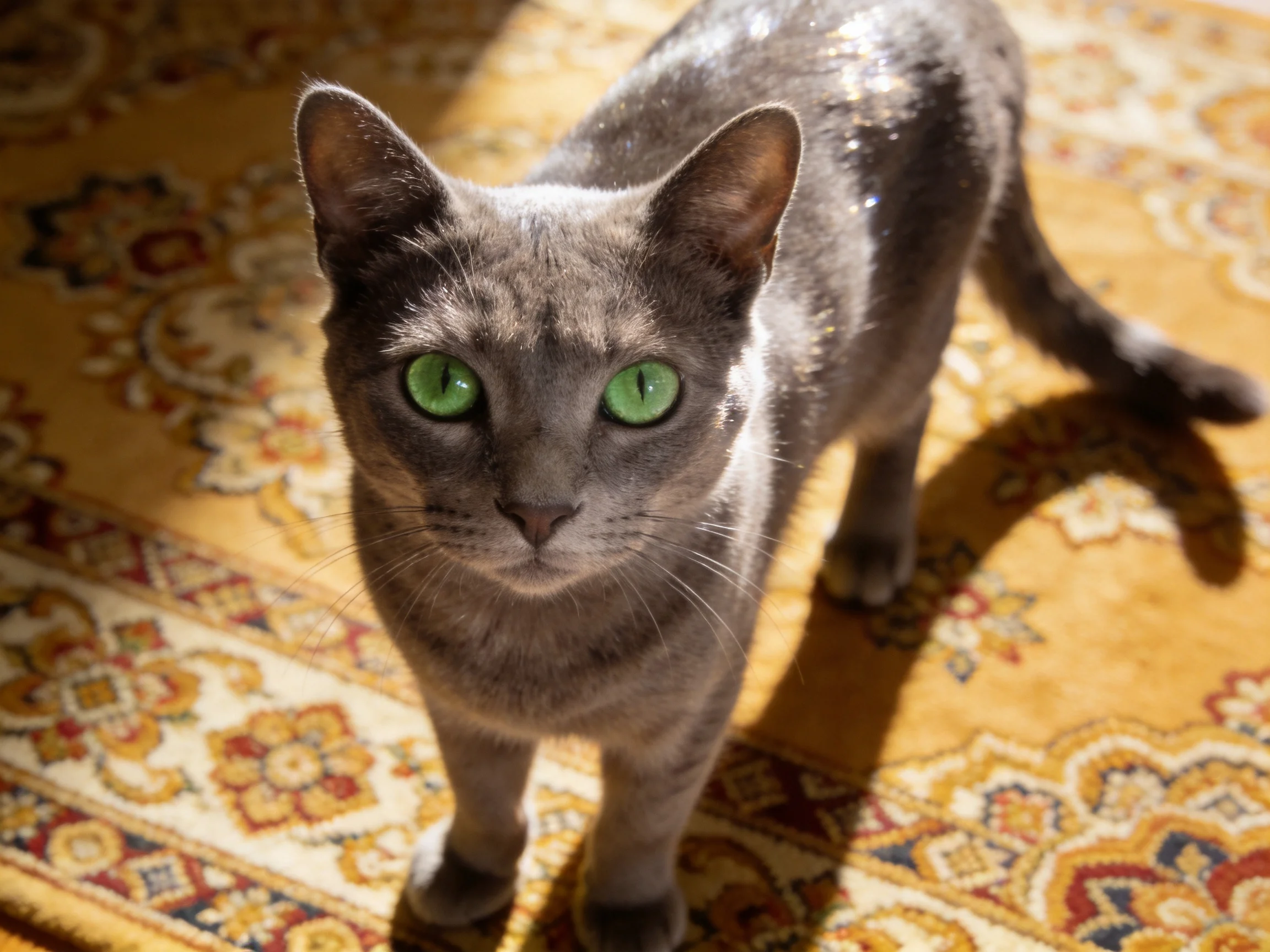 A gray cat with green eyes stands on a decorative rug with intricate designs.