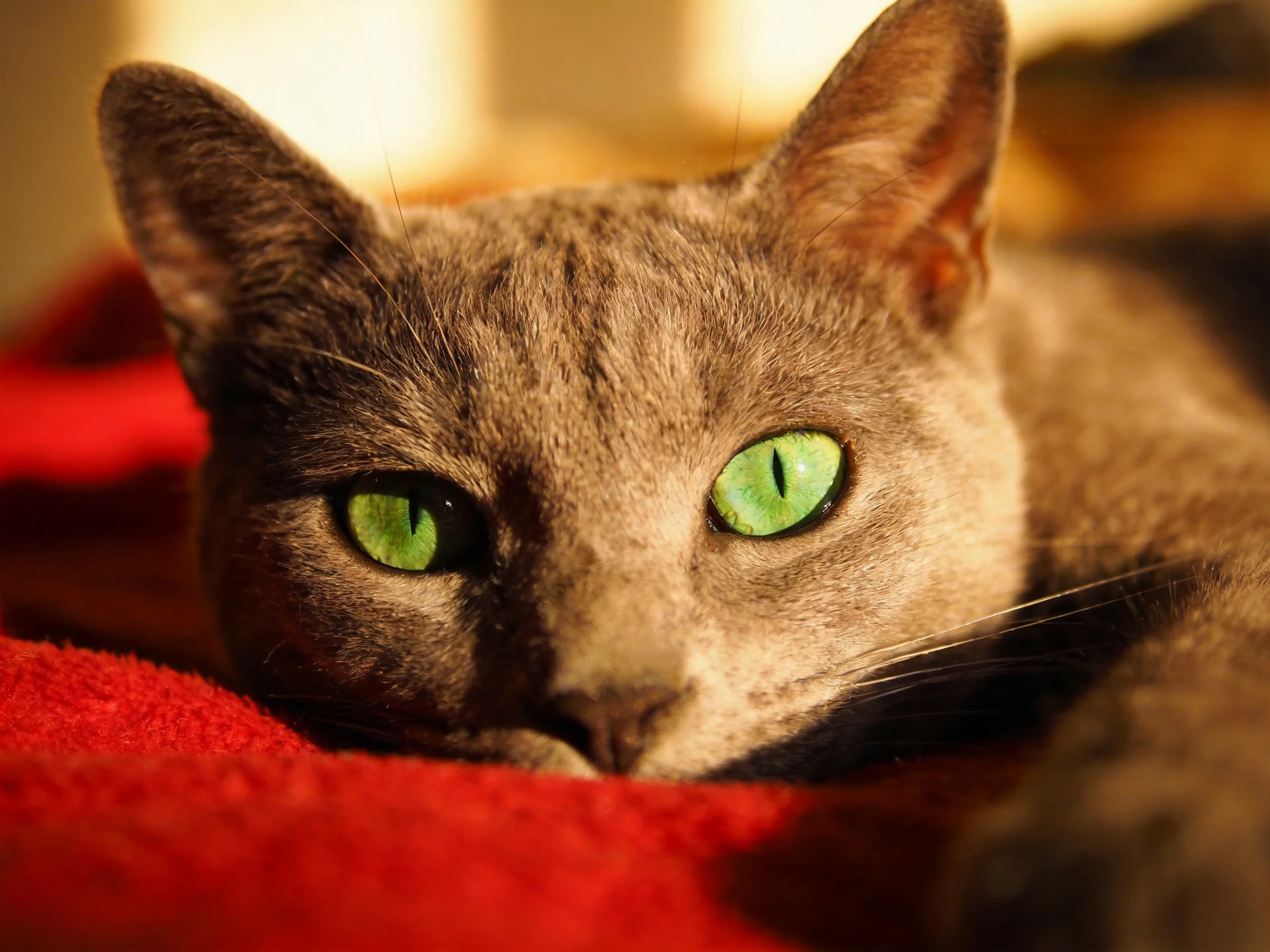 A gray cat with bright green eyes relaxes on a red blanket.