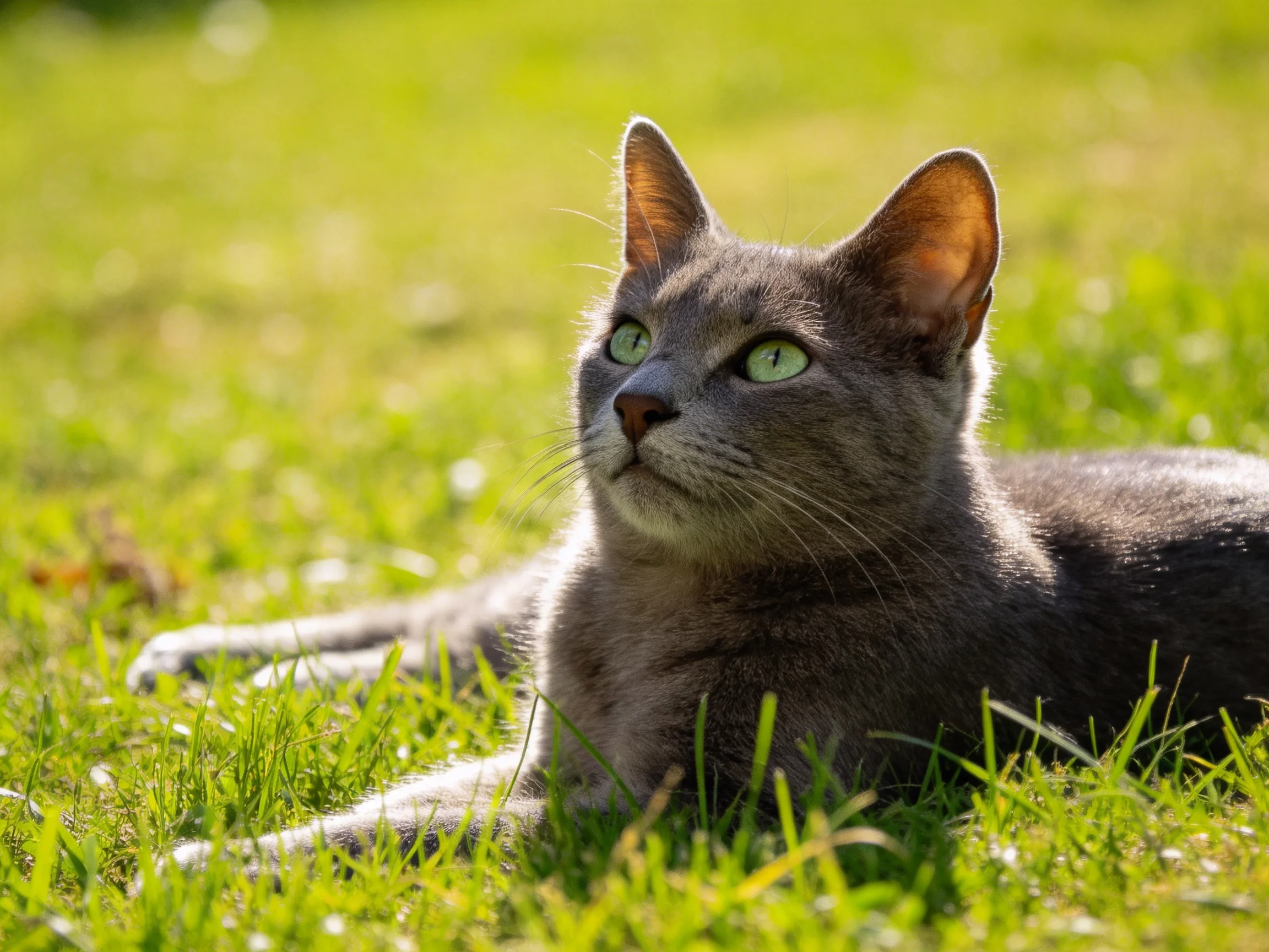 A gray cat with bright green eyes rests on lush green grass