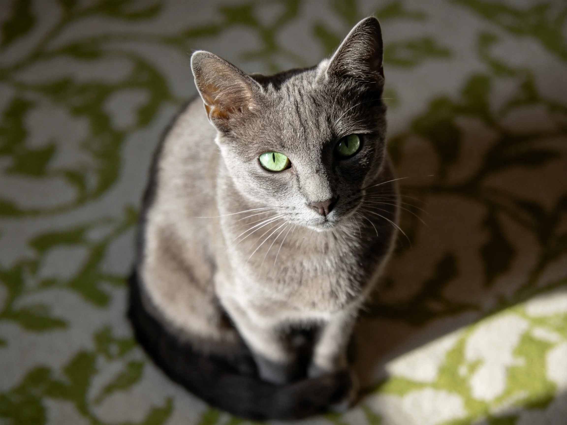 A gray cat with green eyes rests on a patterned rug in soft lighting