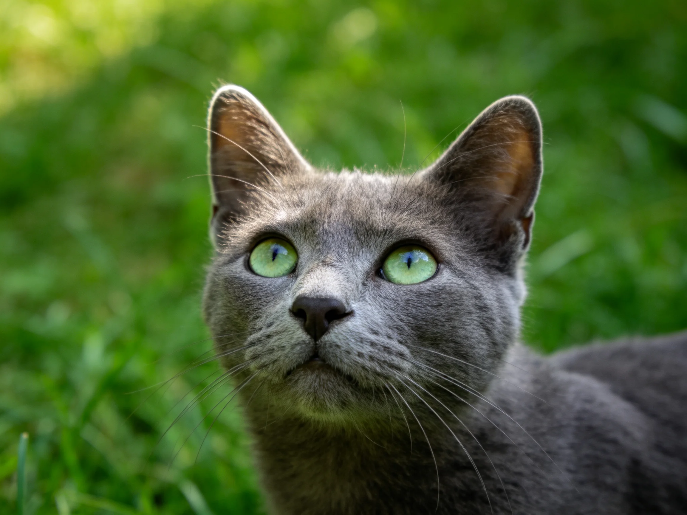 A gray cat with bright green eyes sits in a grassy outdoor setting.