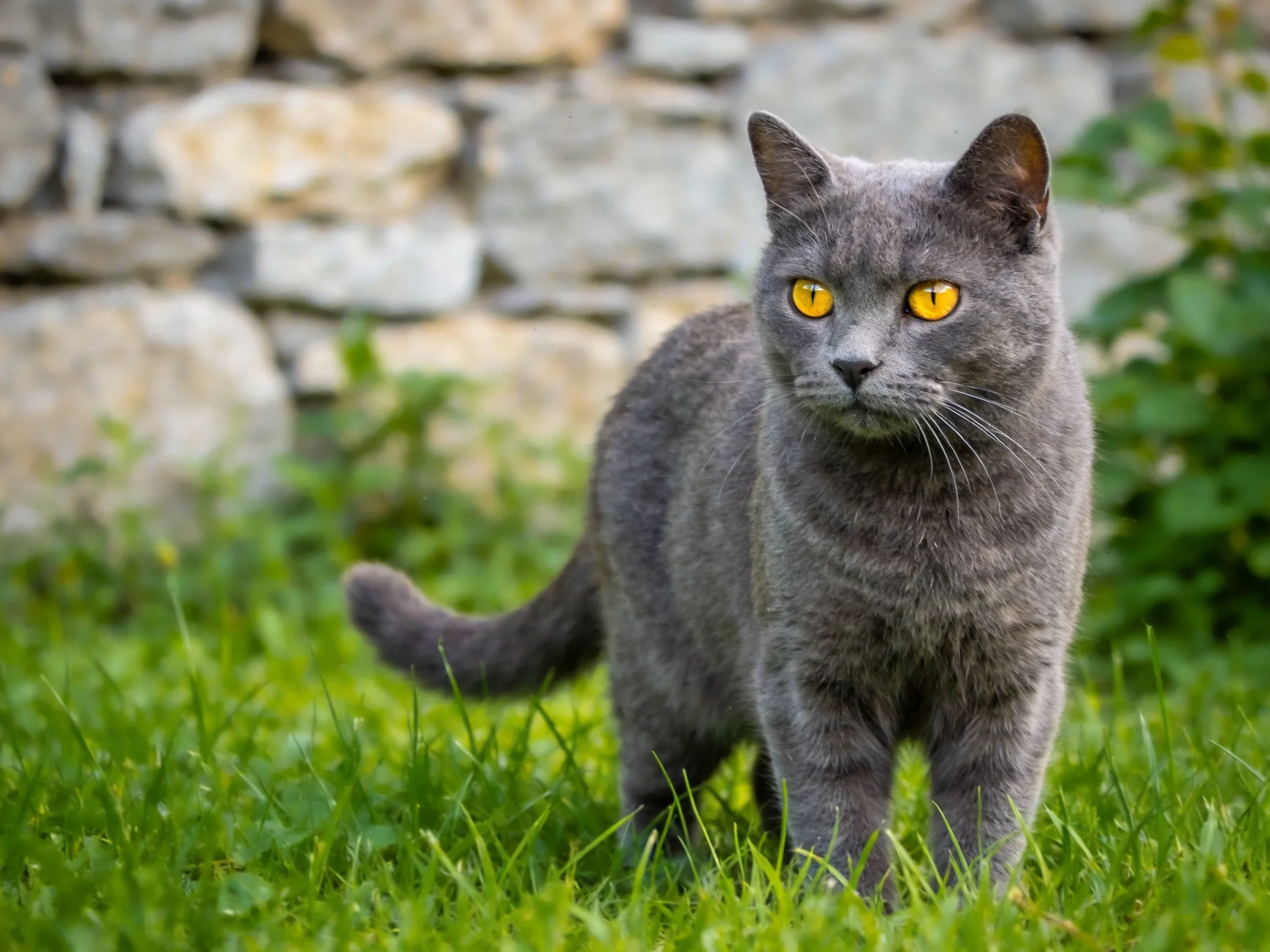 A gray cat with yellow eyes moves through grass near a stone wall.