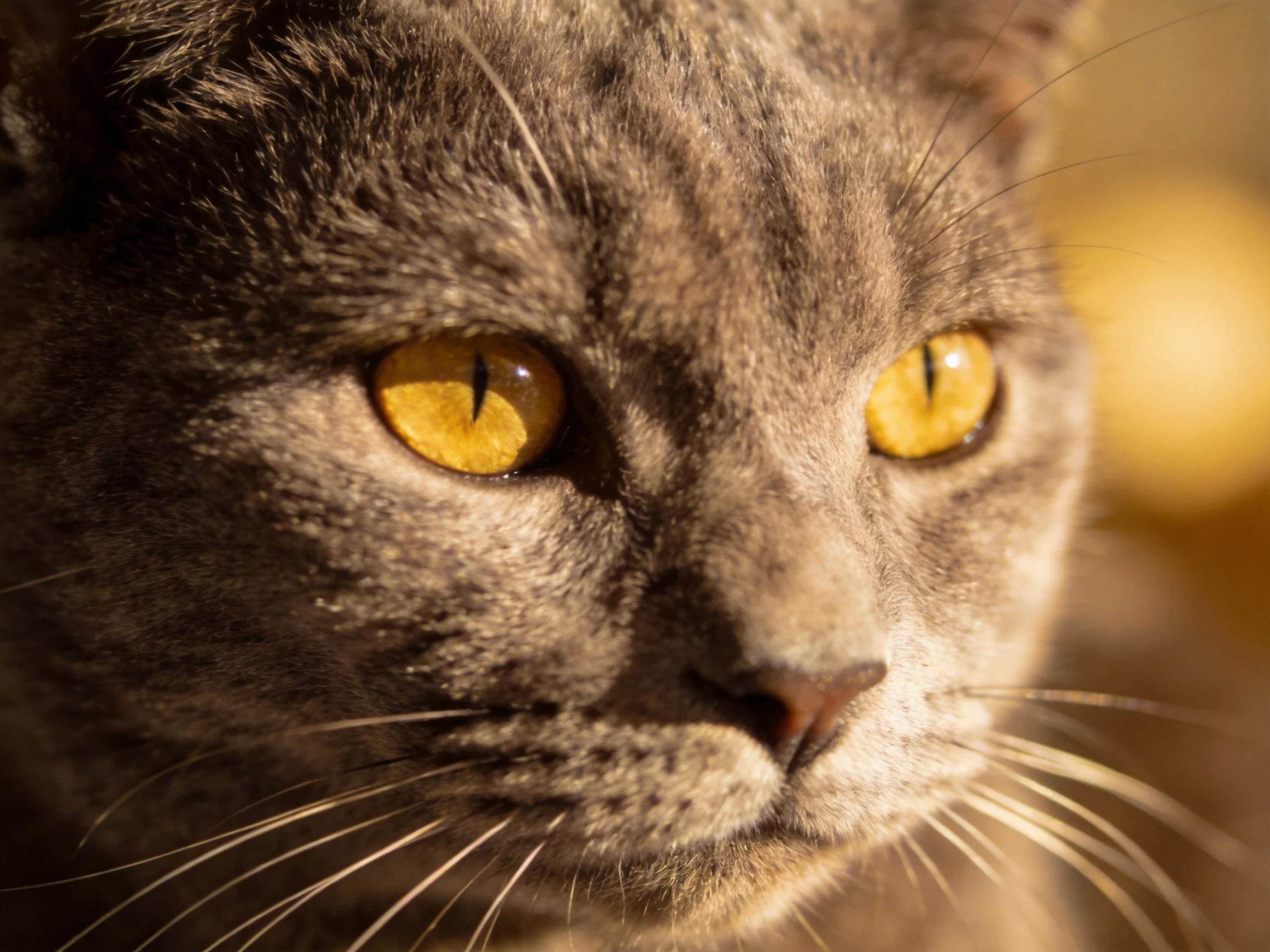 A gray cat with bright yellow eyes is shown in close-up detail.