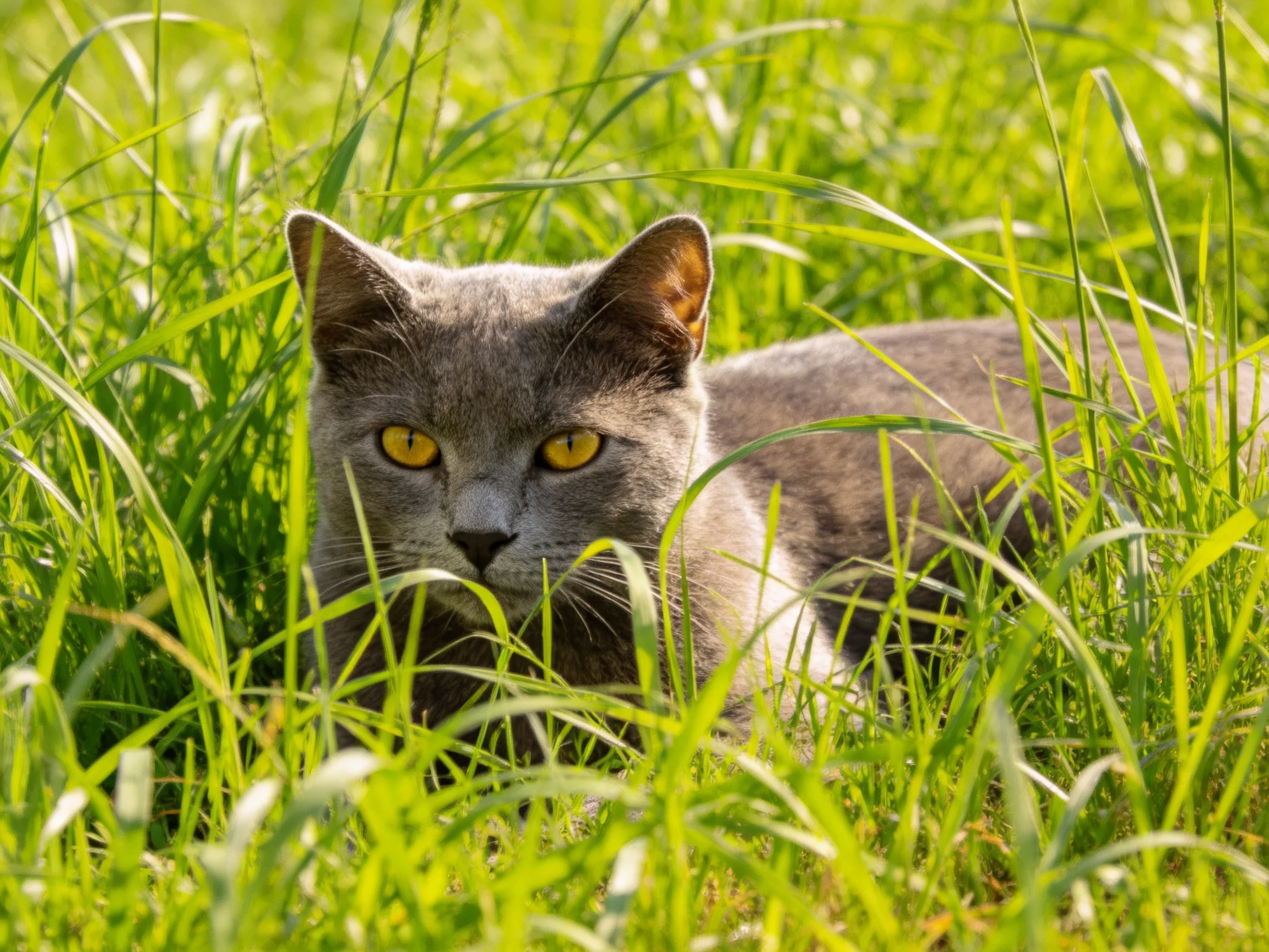 A gray cat with yellow eyes rests amid tall green grass.