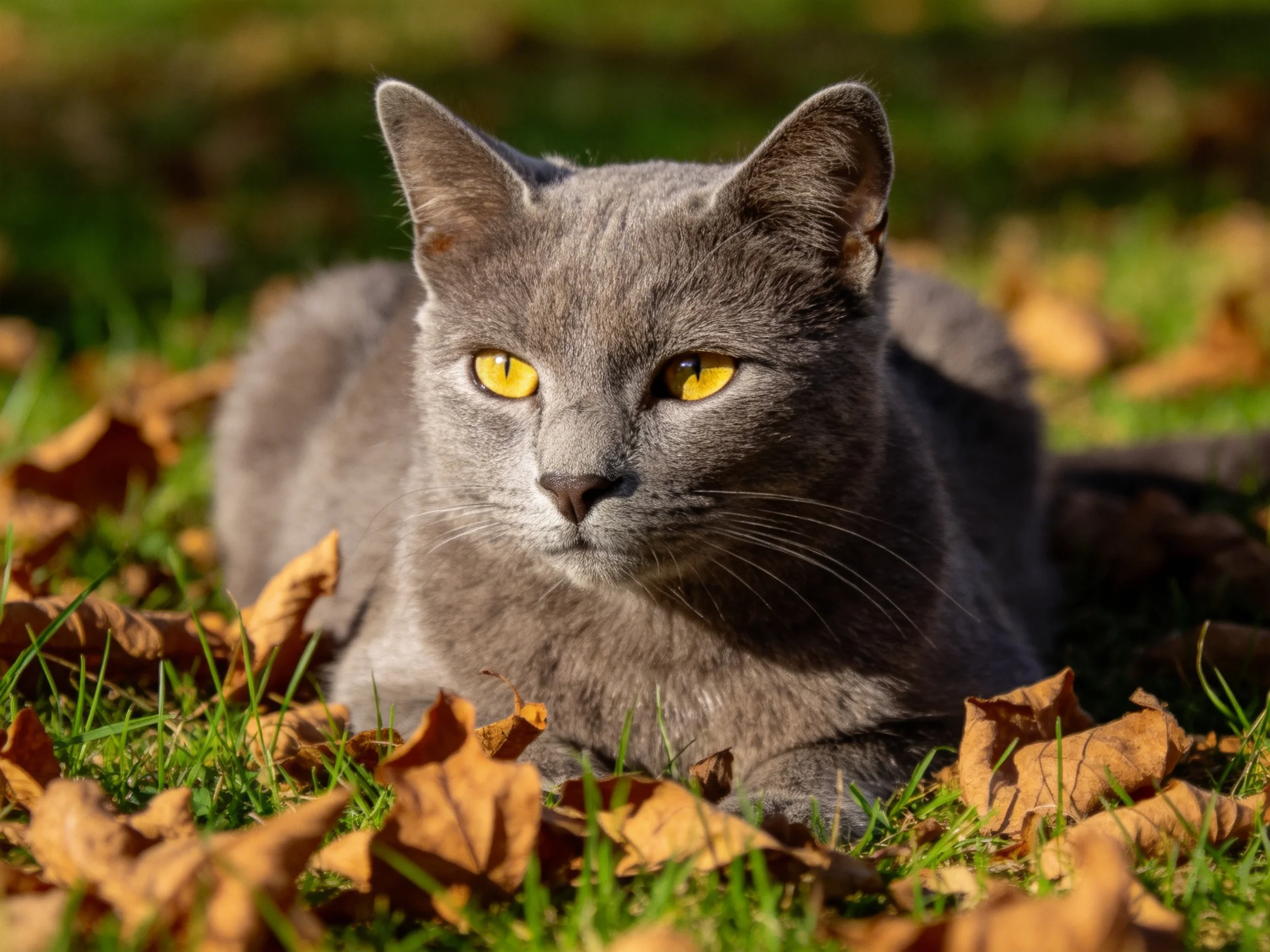 A gray cat with yellow eyes relaxes among autumn leaves in a grassy area.