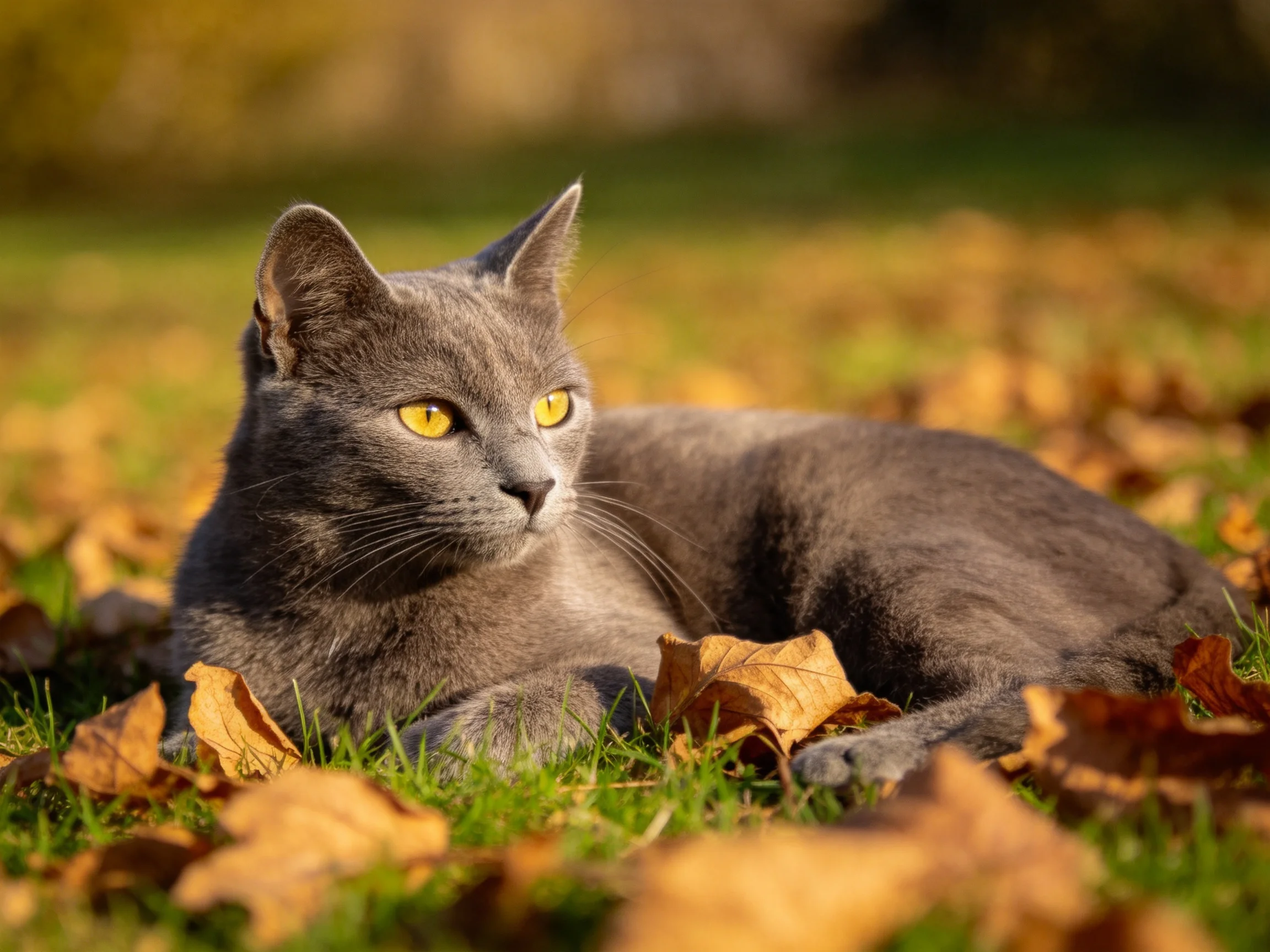 A gray cat with yellow eyes relaxes among autumn leaves in a sunlit area.