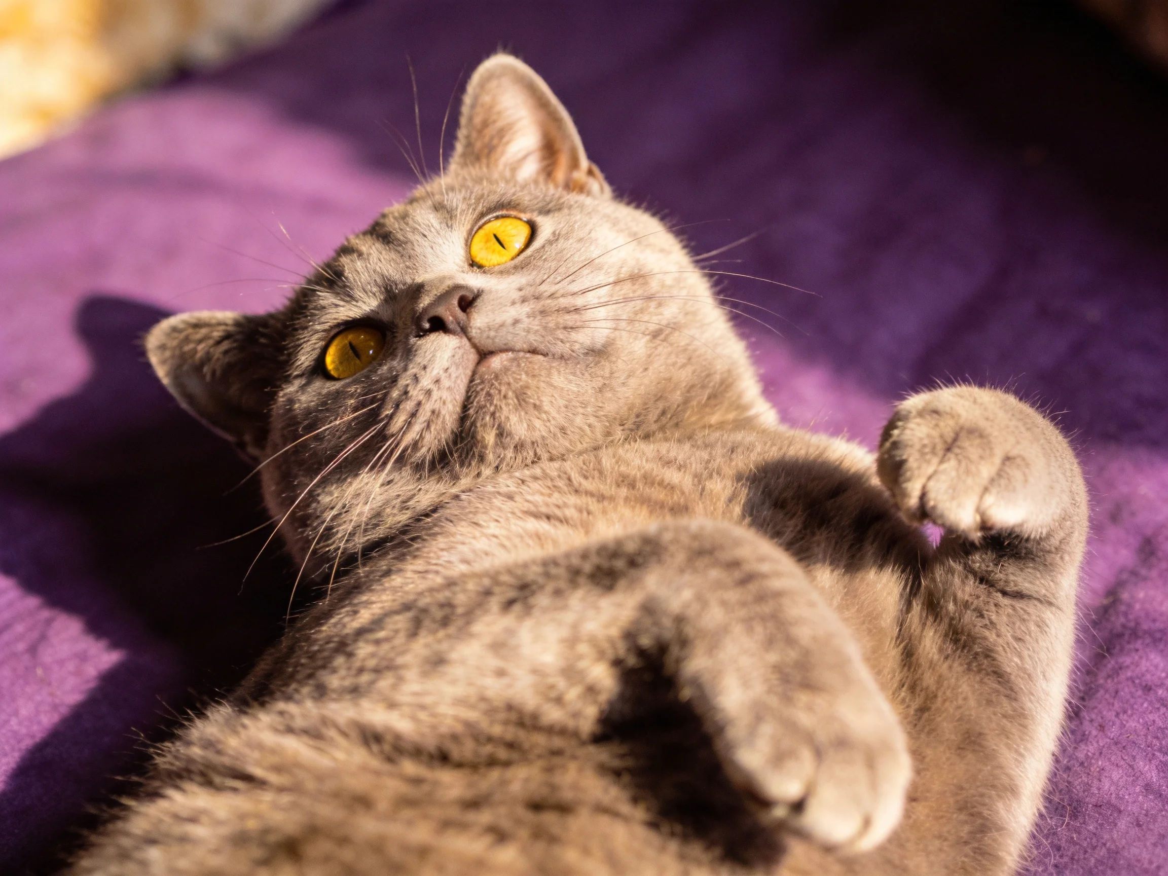 A gray cat with yellow eyes rests on a purple fabric surface.