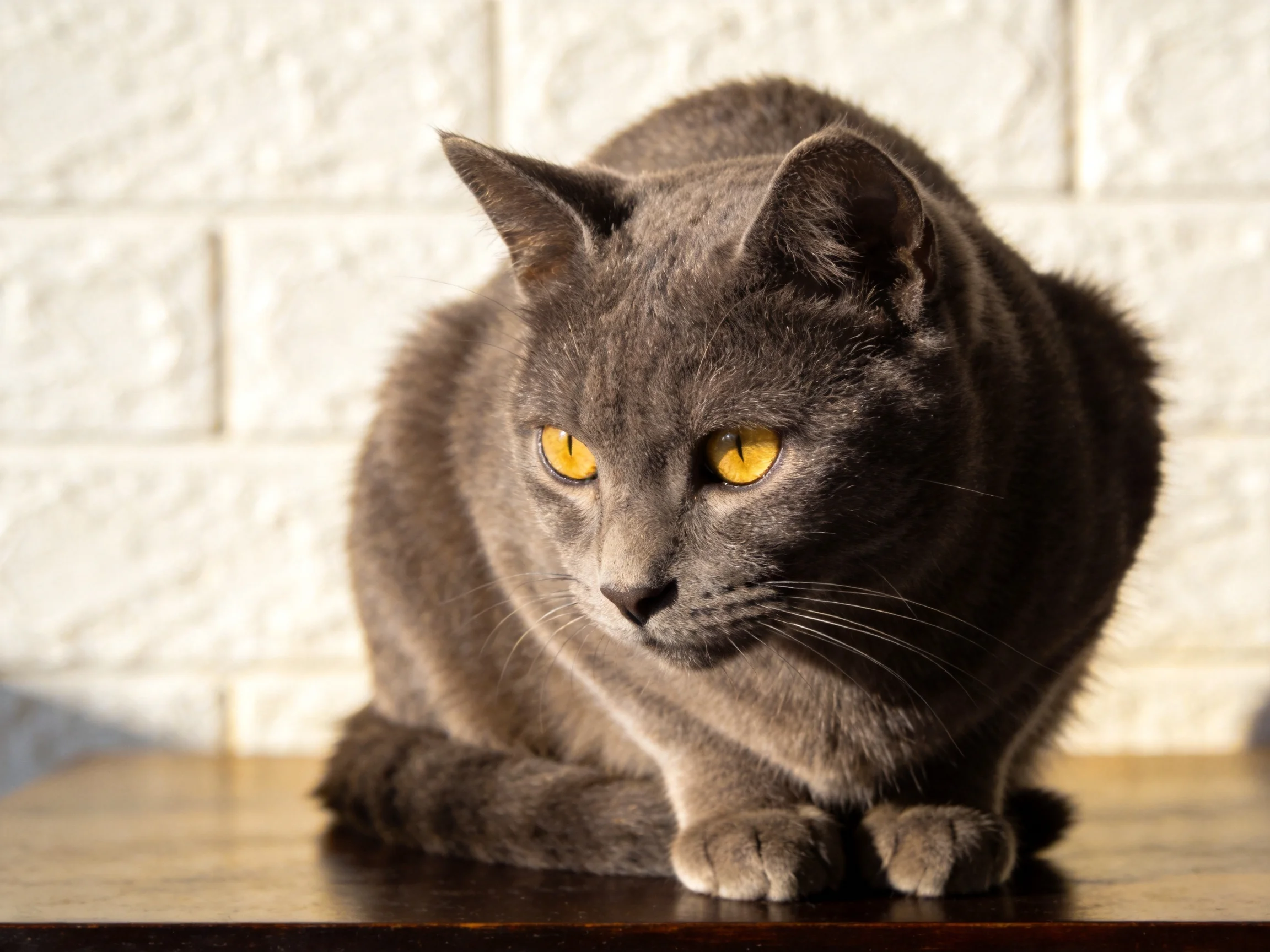 A gray cat with yellow eyes sits near a white brick wall