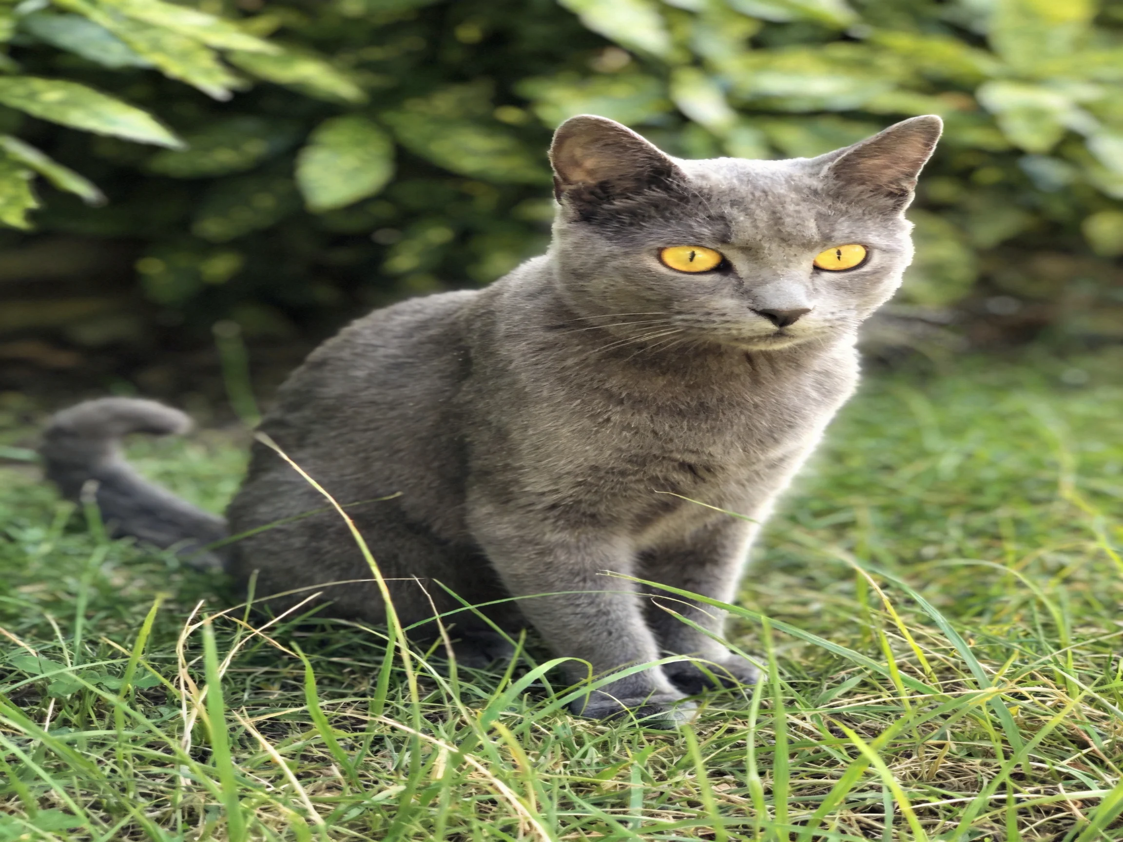 A gray cat with yellow eyes sits on grass among garden foliage